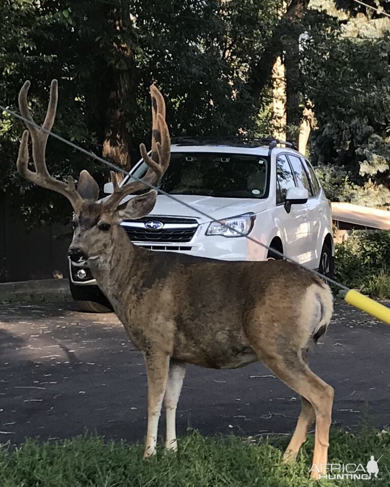 Colorado Springs Urban Mule Deer