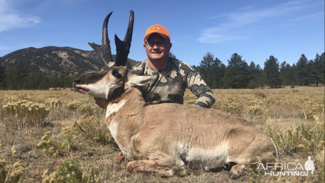 Colorado USA Hunting Pronghorn