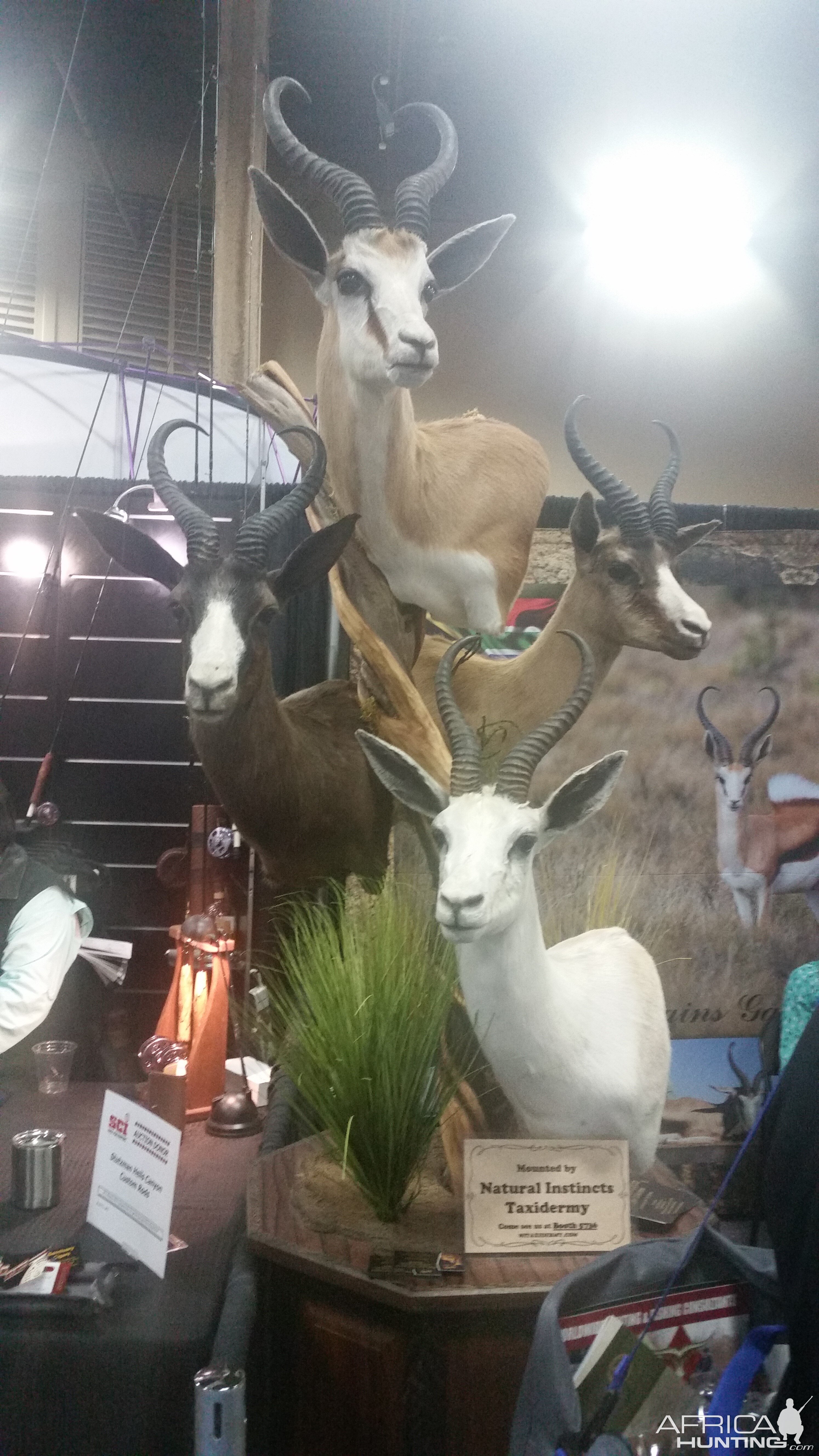 Combo Springbok Pedestal Taxidermy