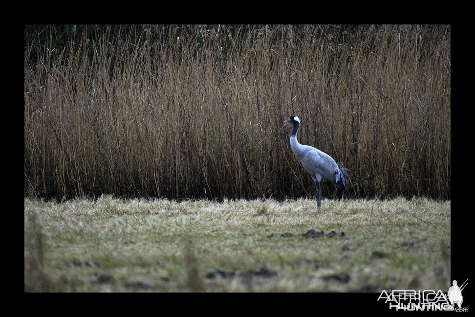 Common Crane