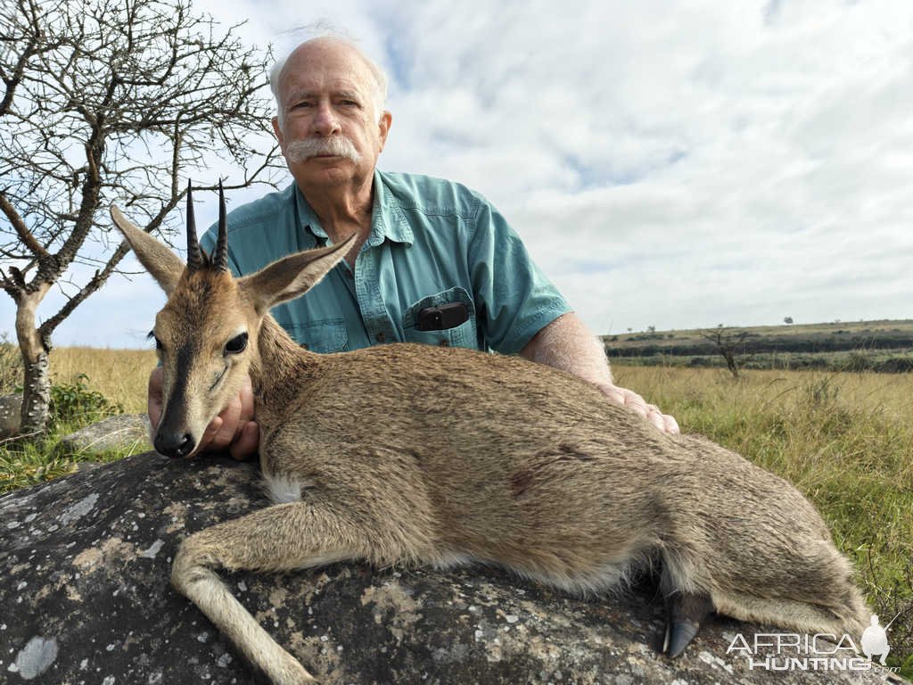 Common Duiker Hunt Eastern Cape South Africa