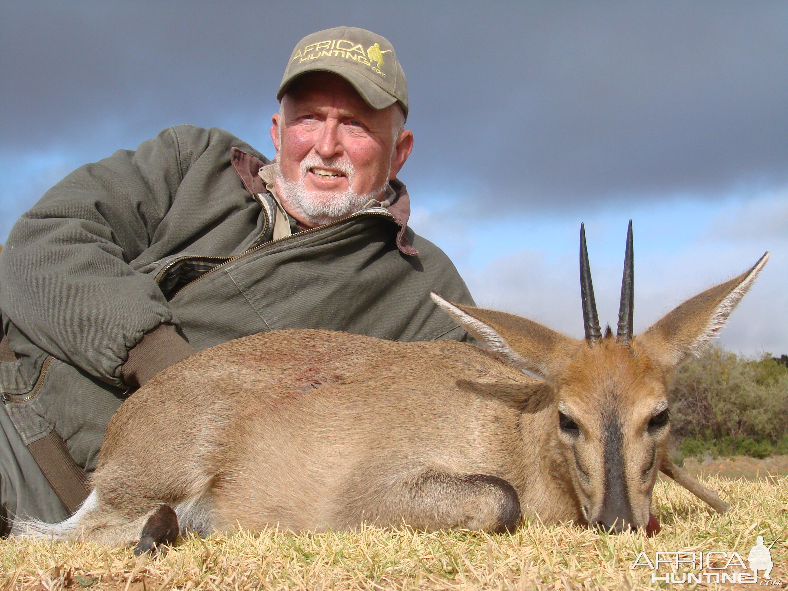 Common Duiker - Lategan Safaris