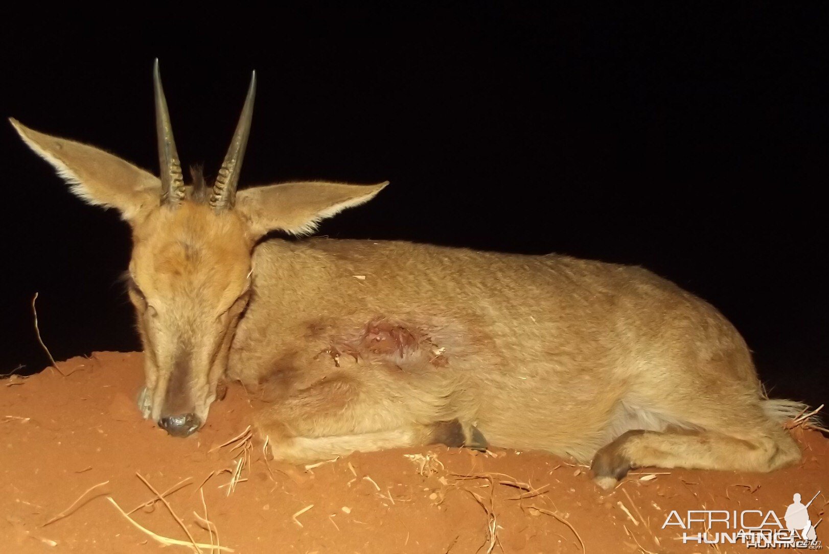 Common Duiker