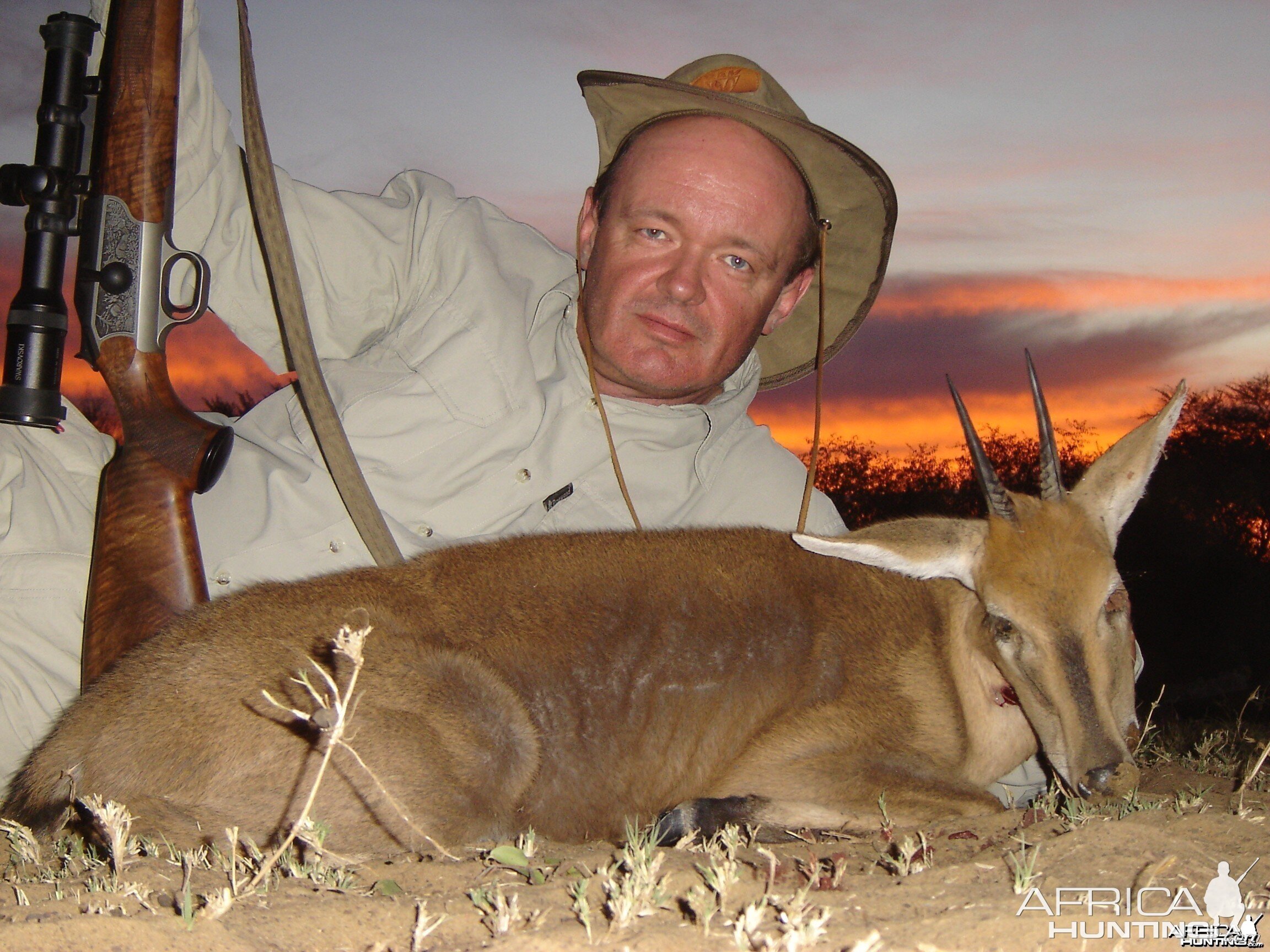 Common Duiker