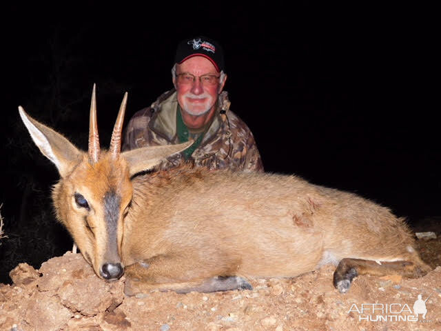 Common Duiker