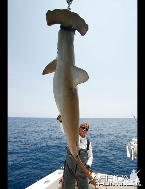 Common Hammerhead Shark