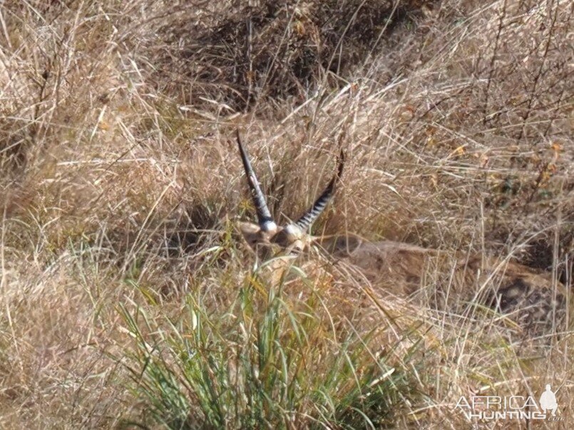 Common Readbuck South Africa