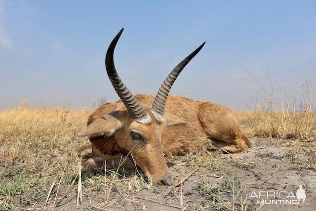 Common Reedbuck Hunting Namibia