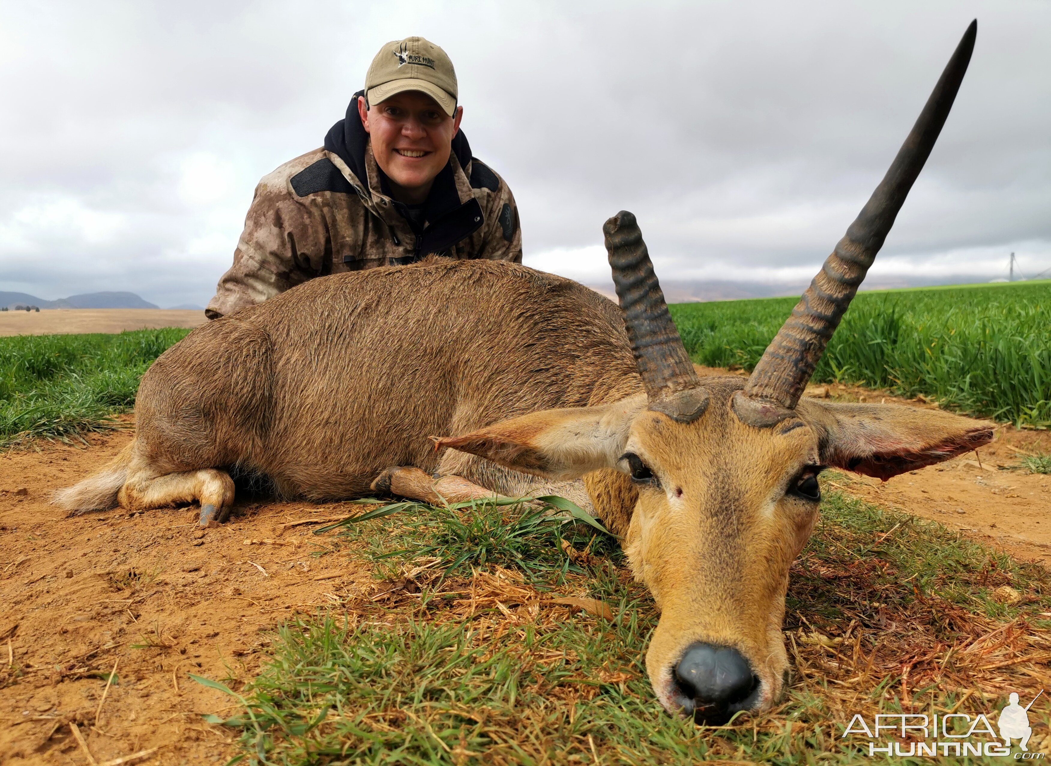 Common Reedbuck Hunting South Africa