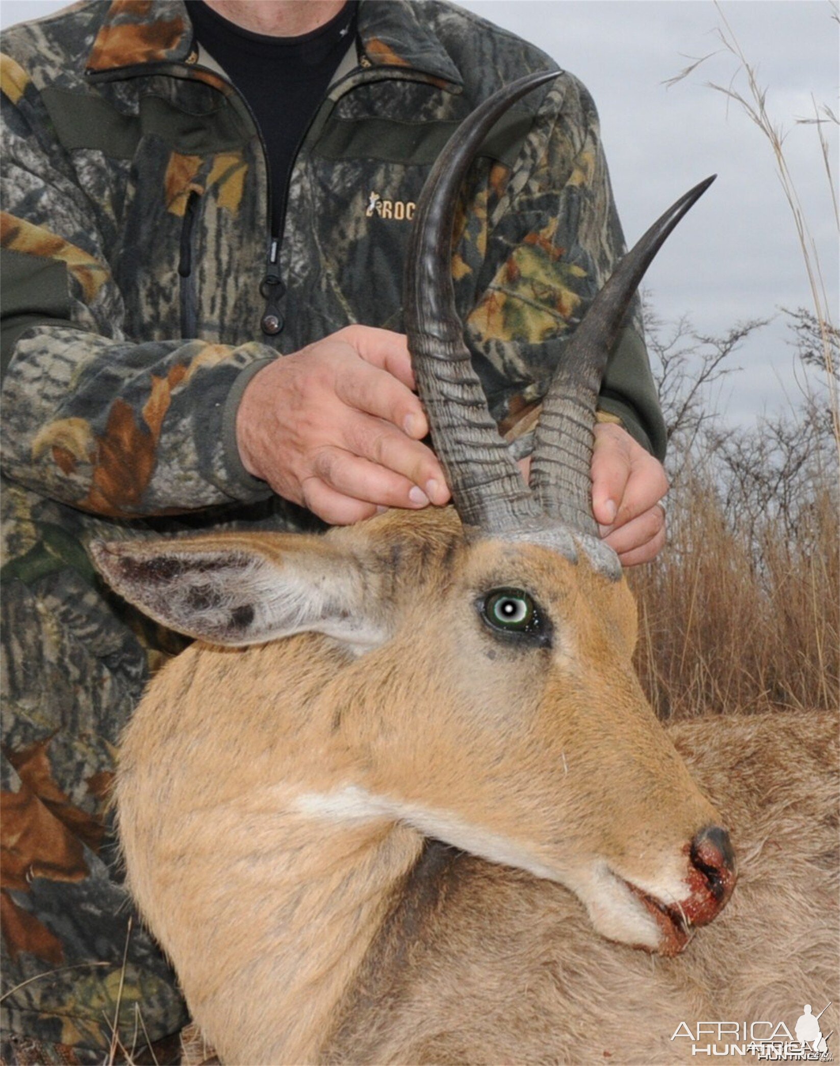 Common Reedbuck