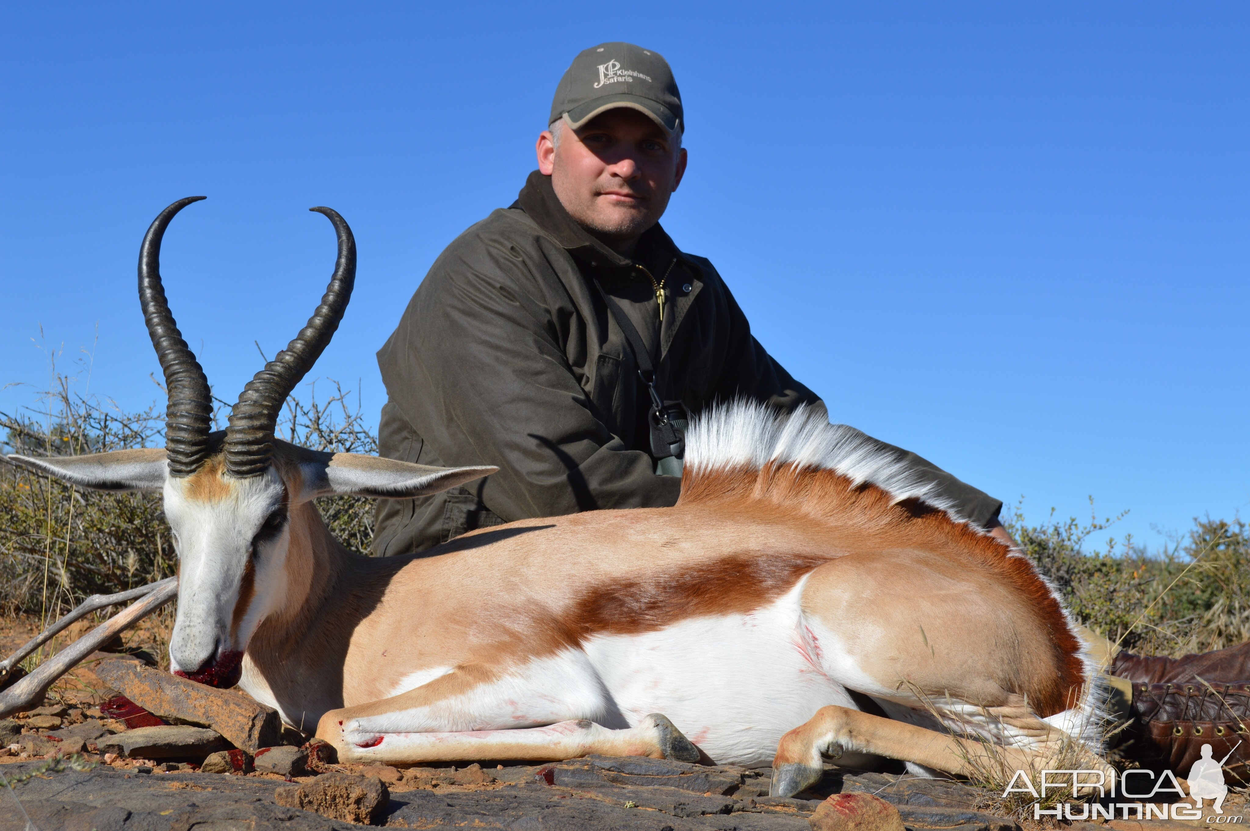 Common springbok