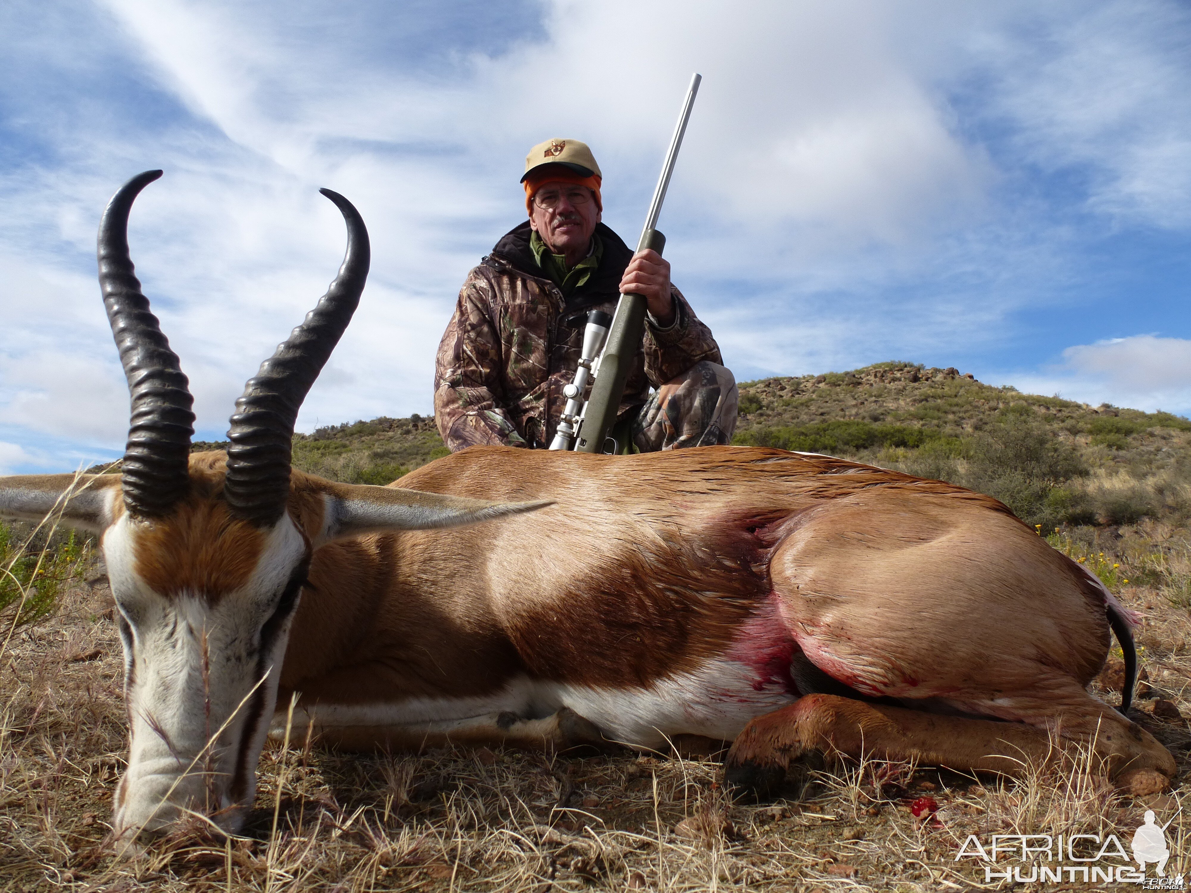 Common Springbok