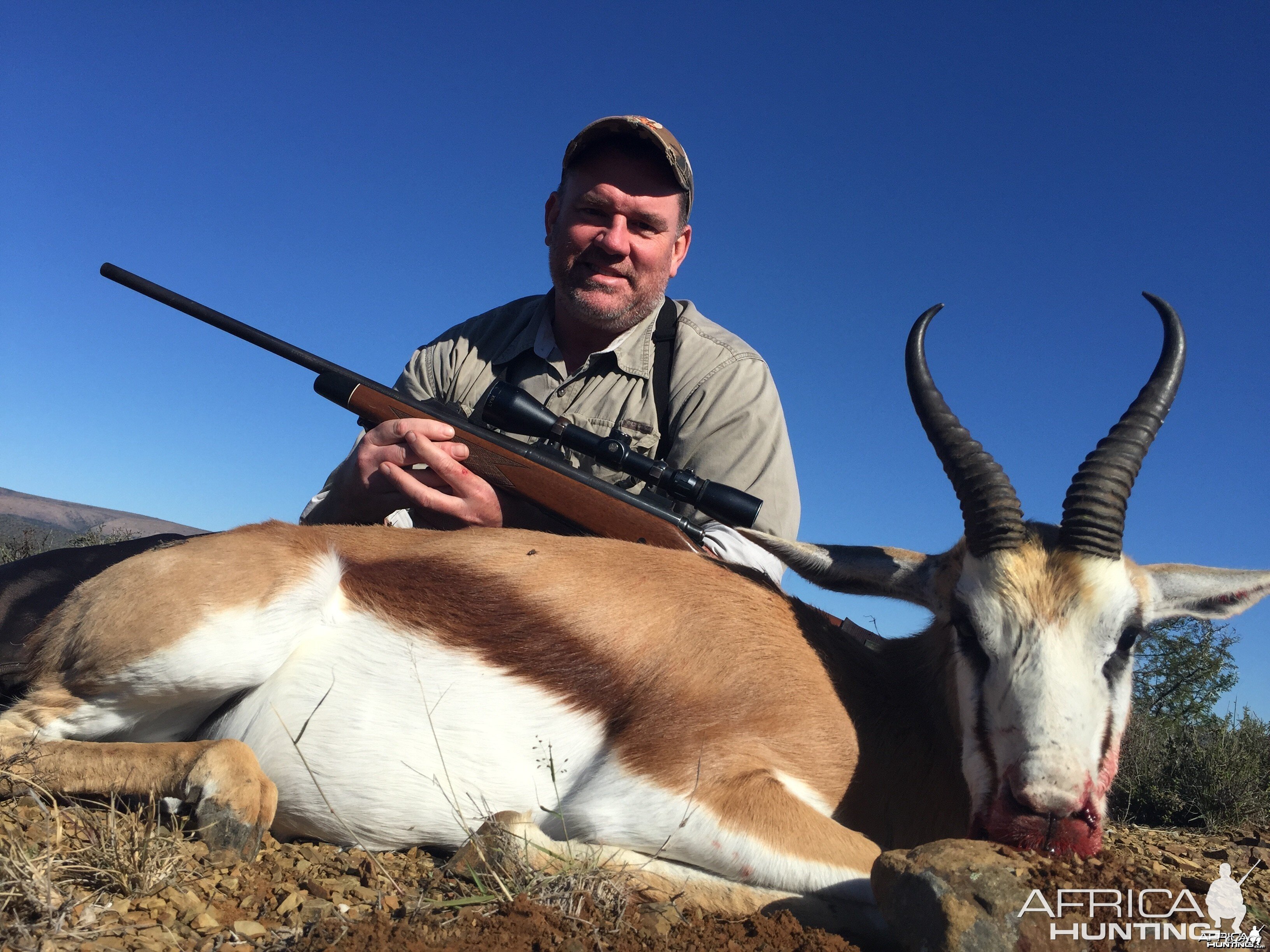 common springbok