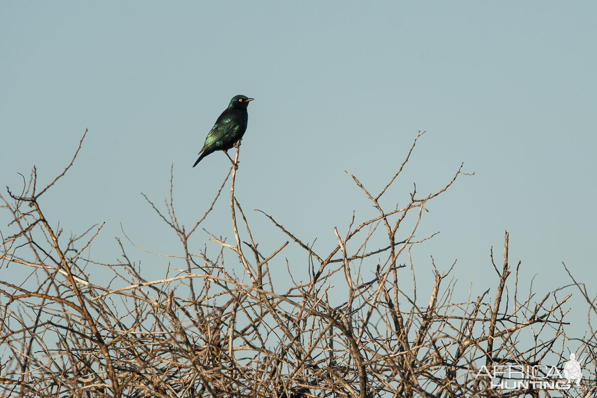 Common Starling South Africa