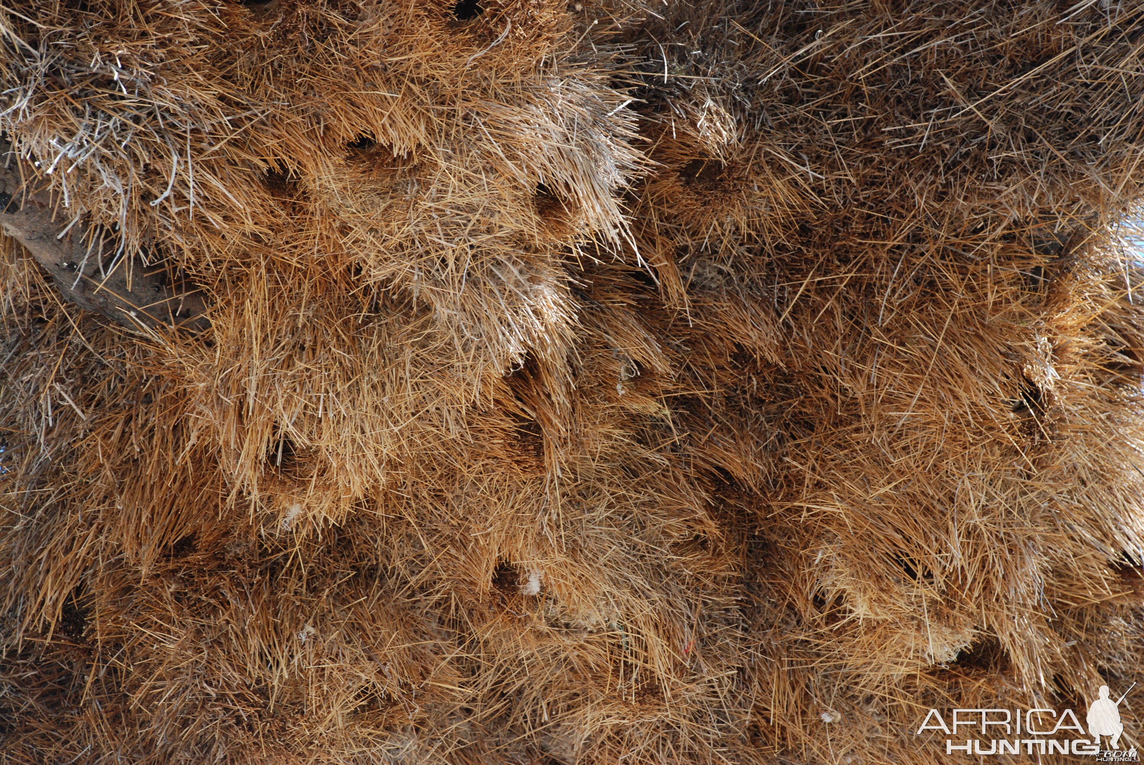 Communal nest in Namibia