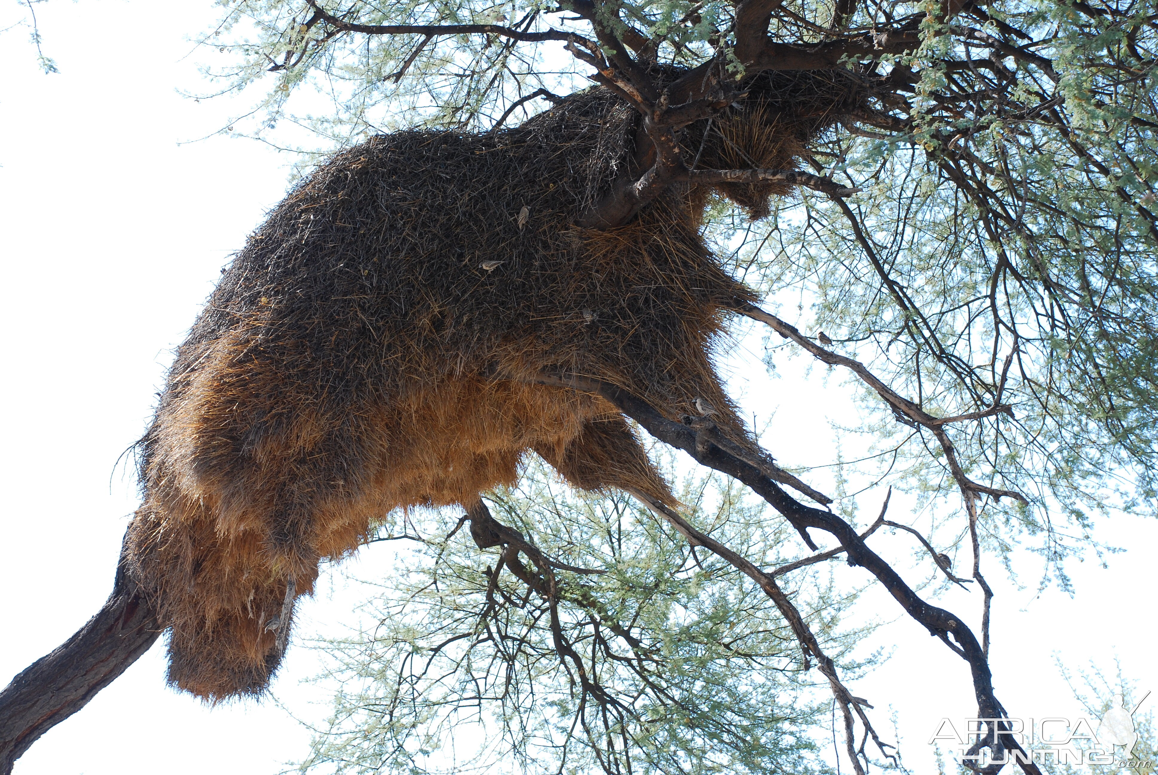 Communal nest, Namibia