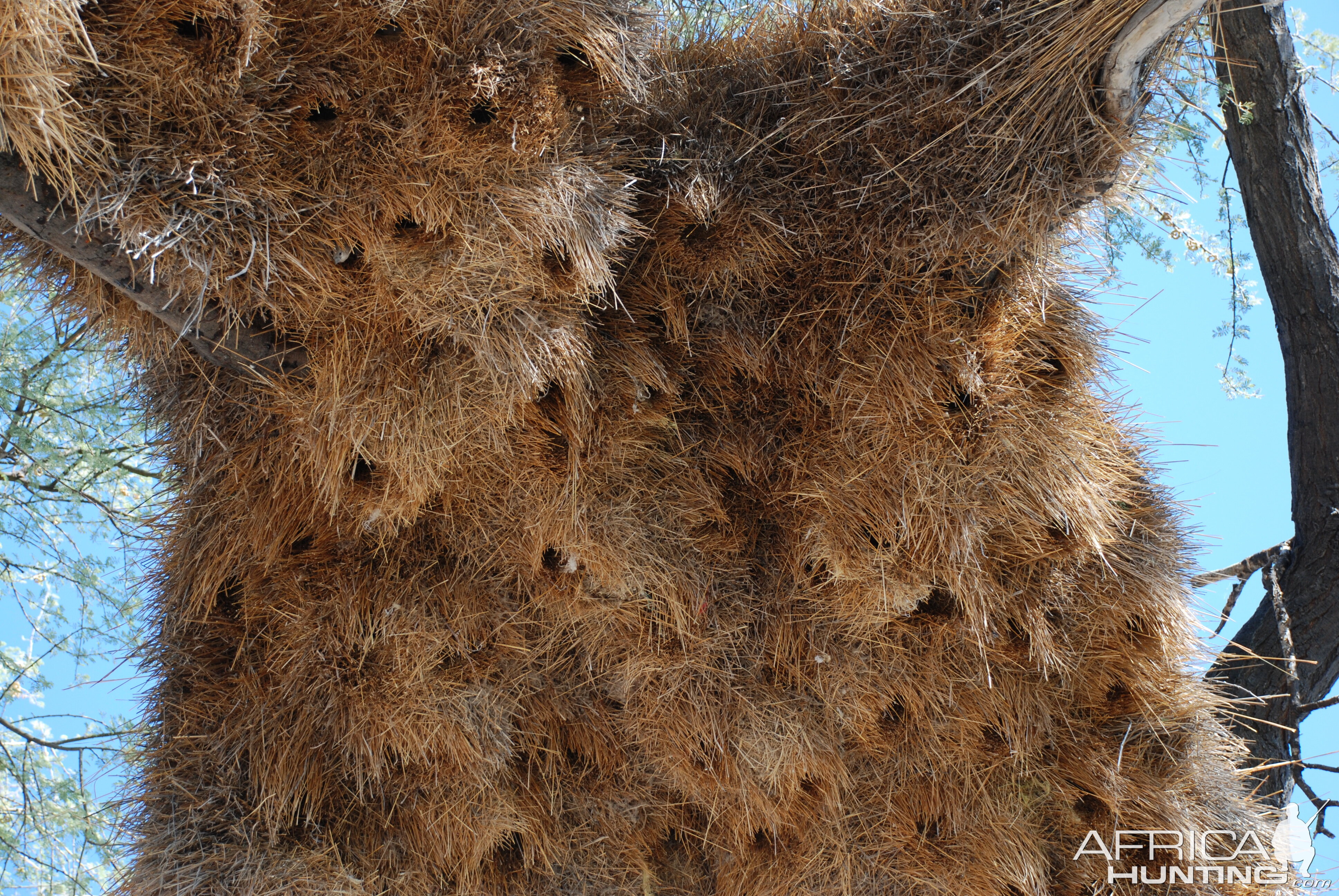 Communal nest, Namibia