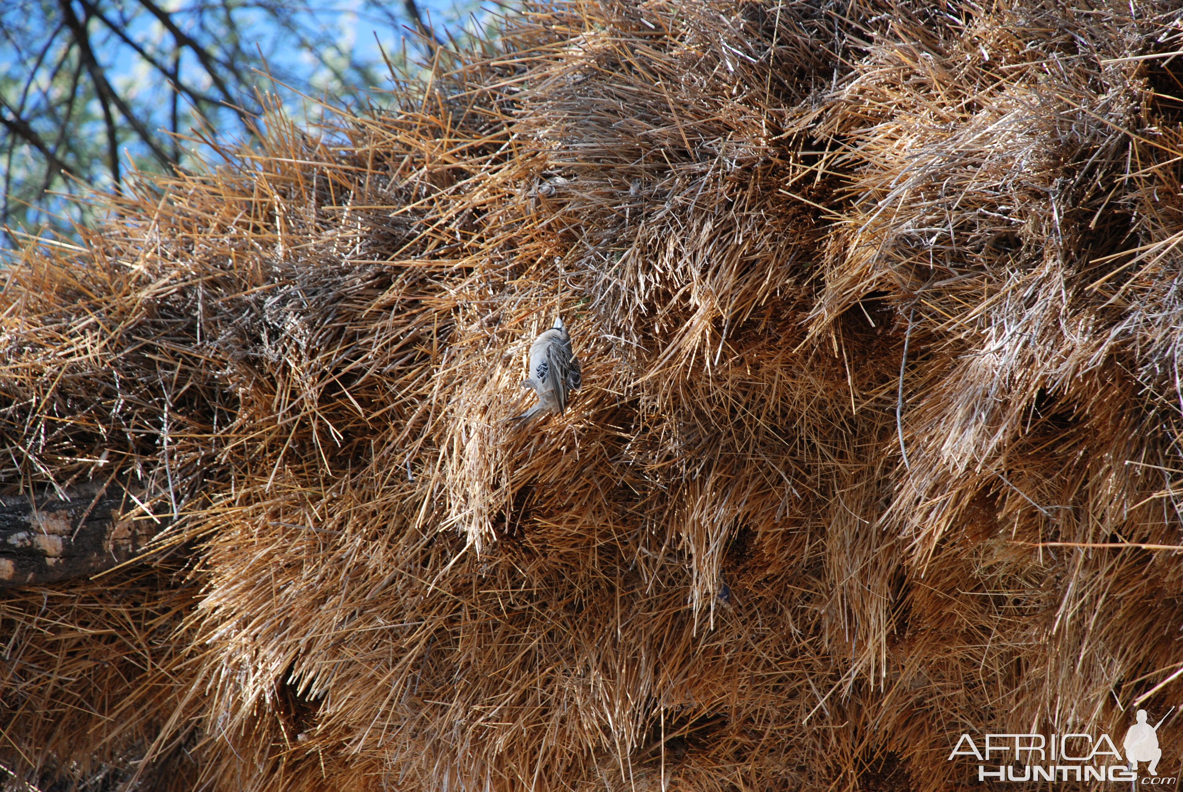 Communal nest, Namibia