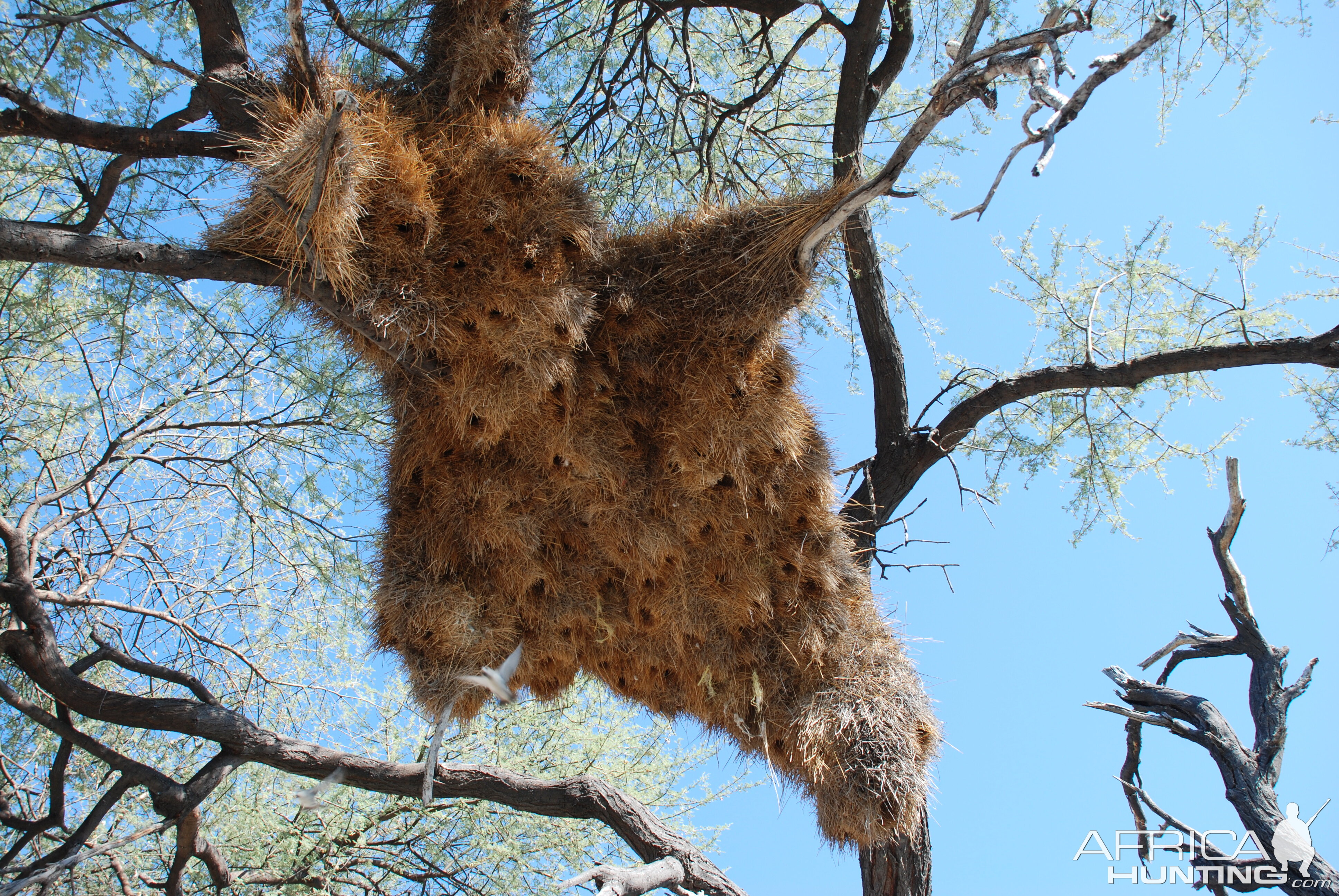 Communal nest, Namibia