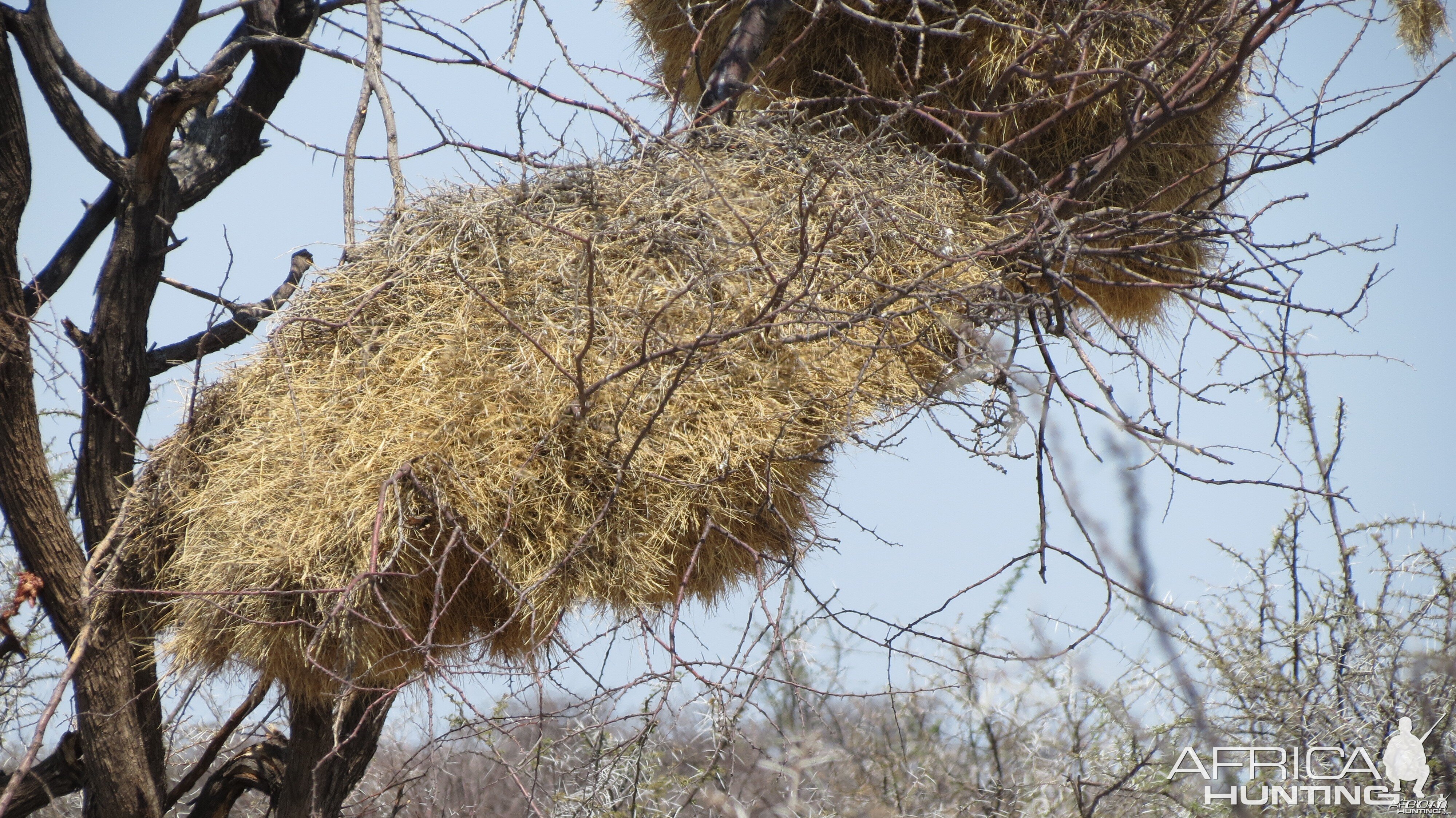 Community Weaver Nest at Etosha National Park