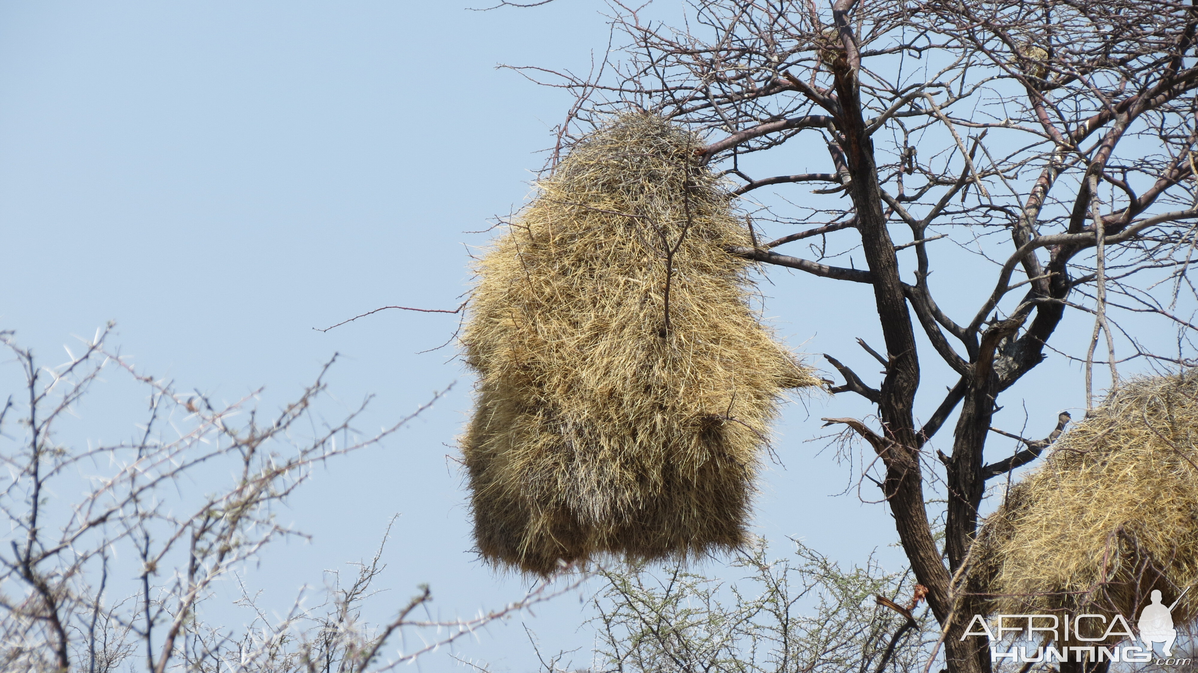 Community Weaver Nest at Etosha National Park