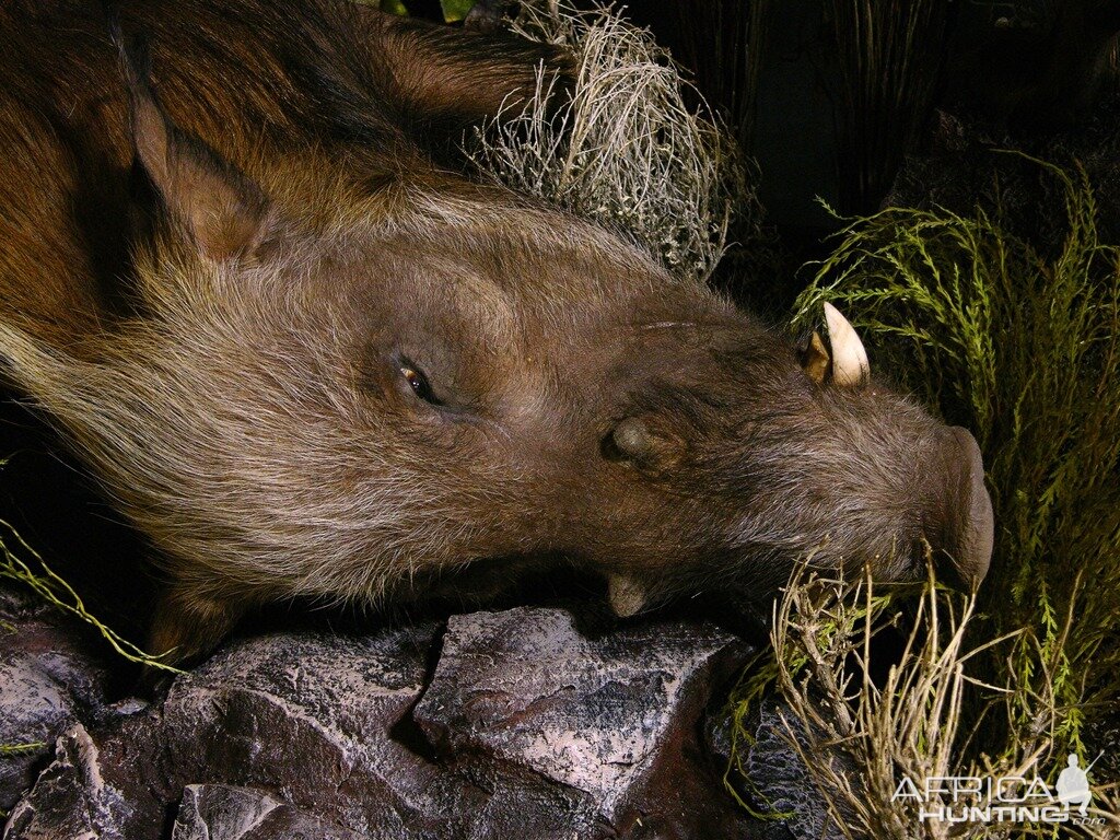 "Confrontation" Leopard / Hyena over Bushpig Full Mount Taxidermy Close Up