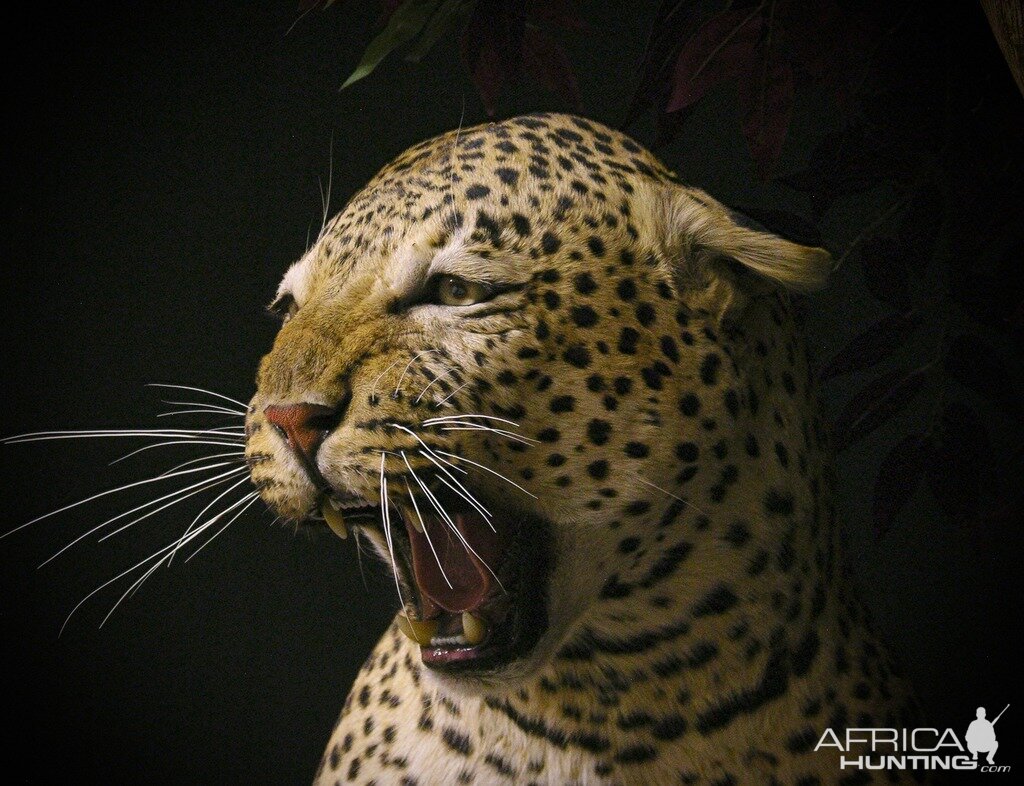 "Confrontation" Leopard / Hyena over Bushpig Full Mount Taxidermy Close Up