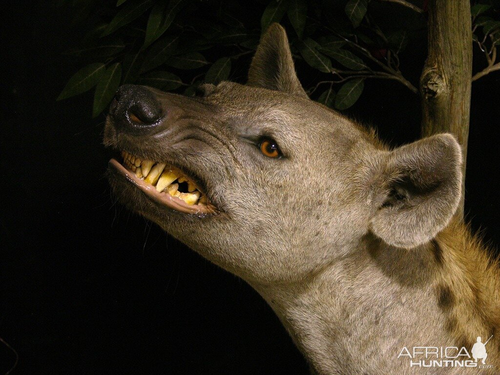 "Confrontation" Leopard / Hyena over Bushpig Full Mount Taxidermy Close Up