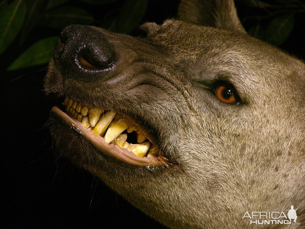 "Confrontation" Leopard / Hyena over Bushpig Full Mount Taxidermy Close Up