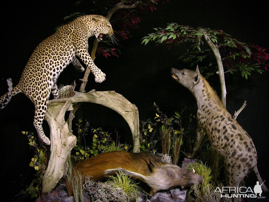 "Confrontation" Leopard / Hyena over Bushpig Full Mount Taxidermy