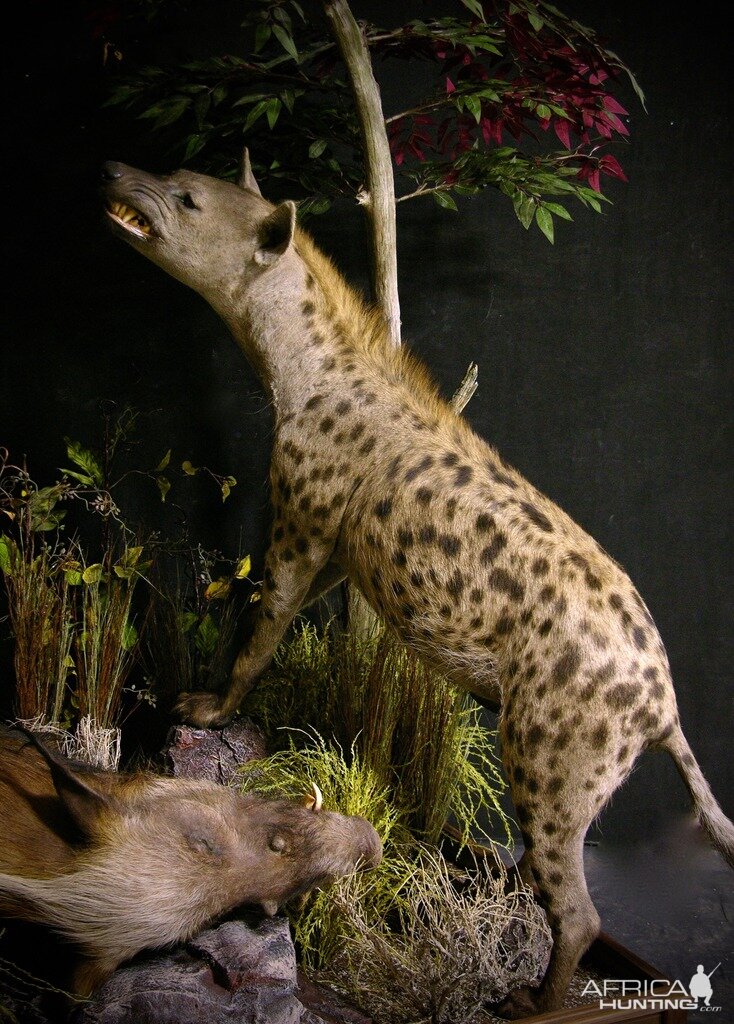 "Confrontation" Leopard / Hyena over Bushpig Full Mount Taxidermy