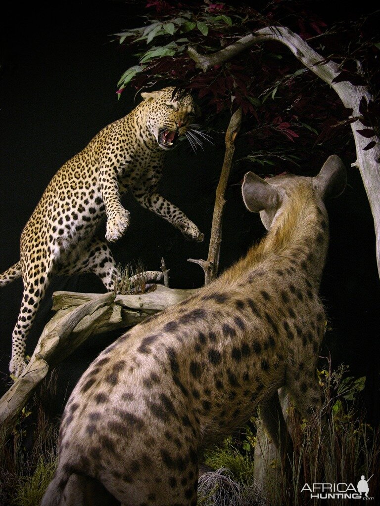 "Confrontation" Leopard / Hyena over Bushpig Full Mount Taxidermy