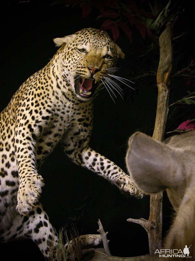 "Confrontation" Leopard / Hyena over Bushpig Full Mount Taxidermy