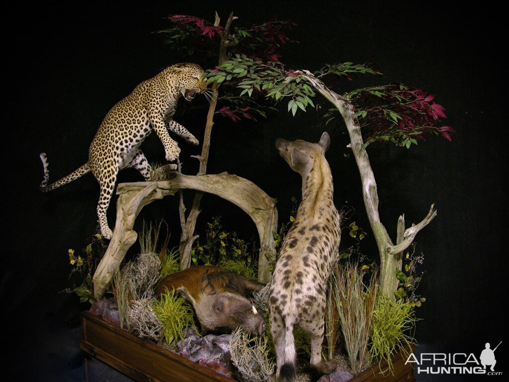 "Confrontation" Leopard / Hyena over Bushpig Full Mount Taxidermy