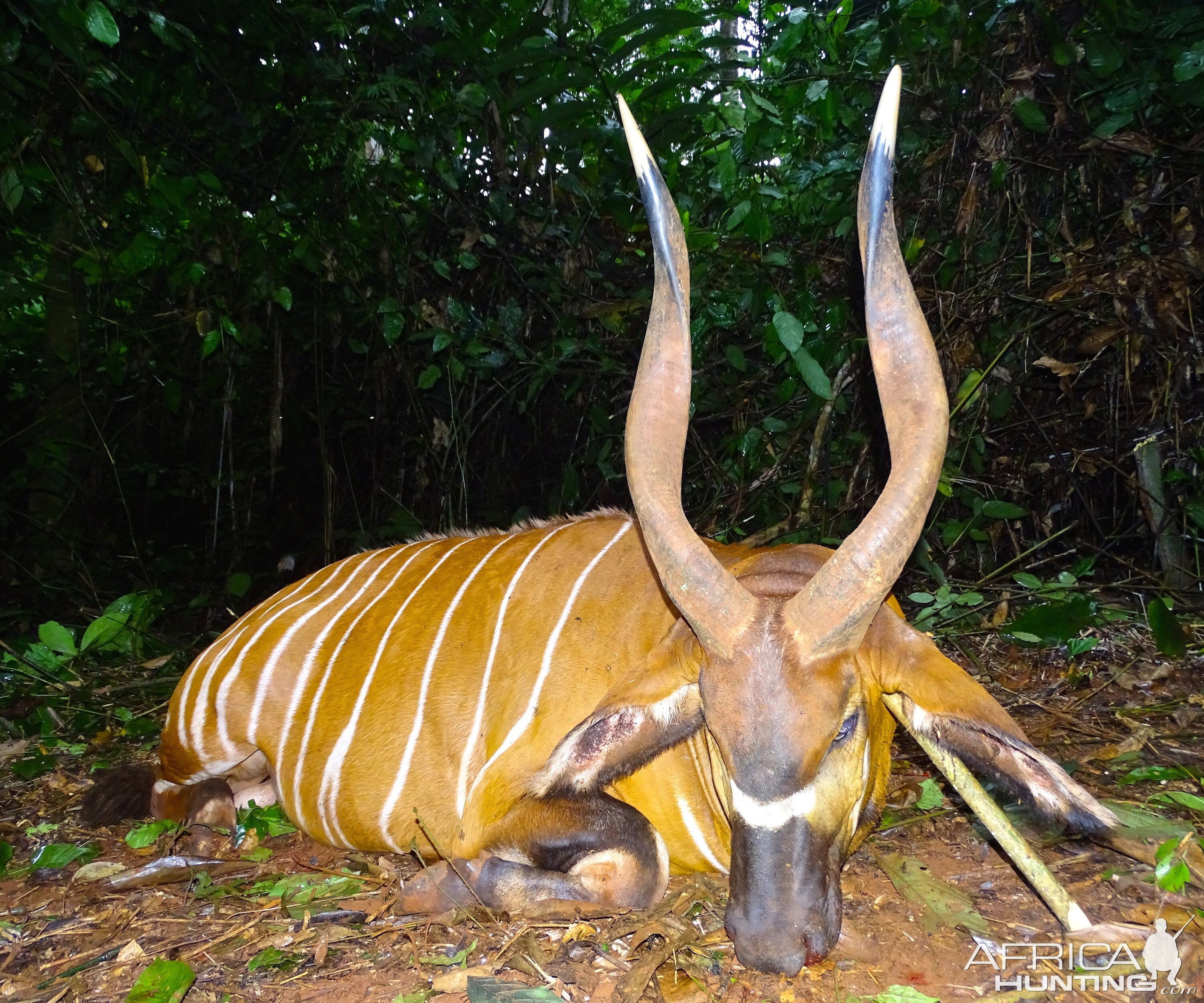 Congo Bongo Hunt