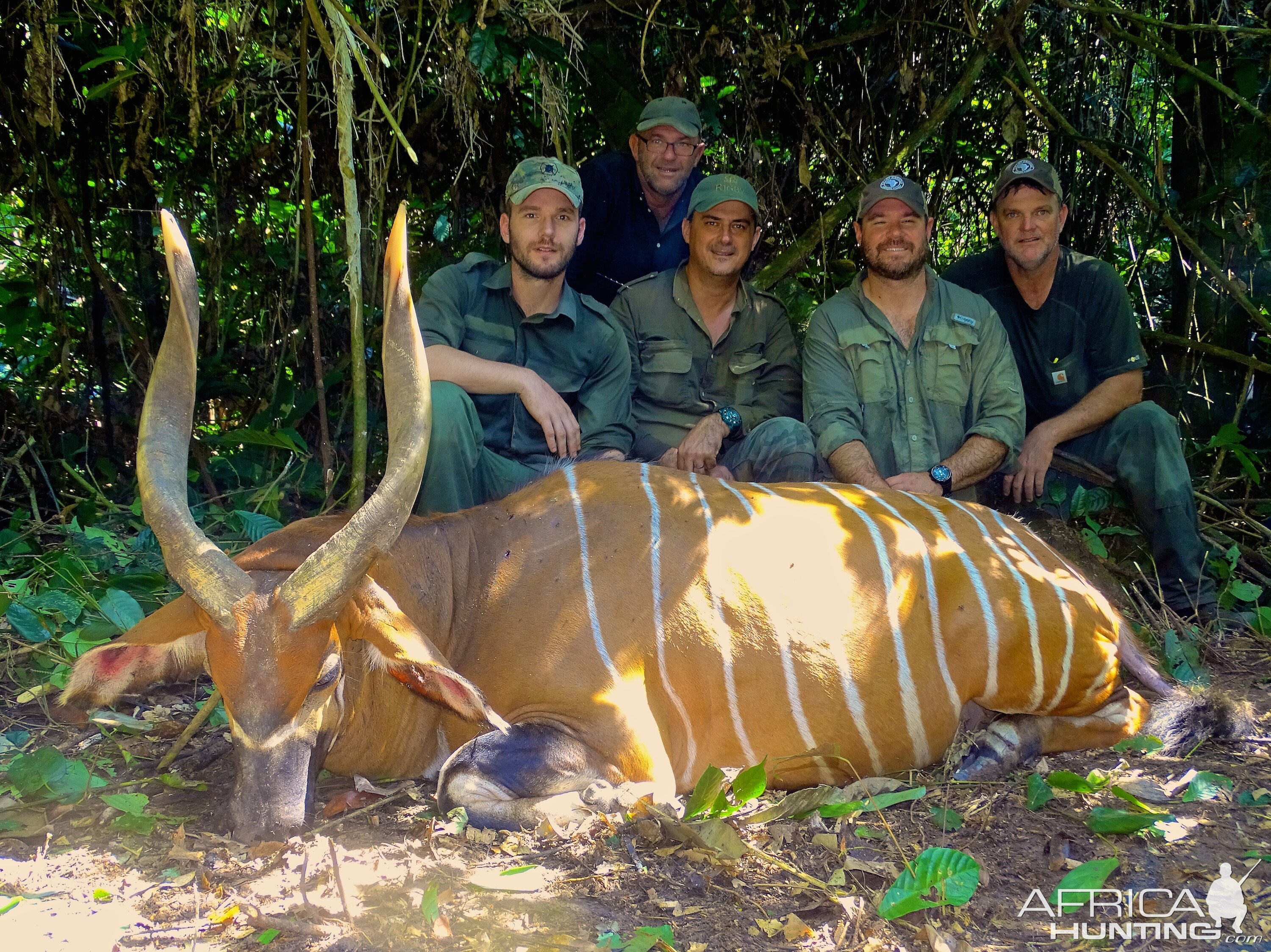 Congo Bongo Hunting