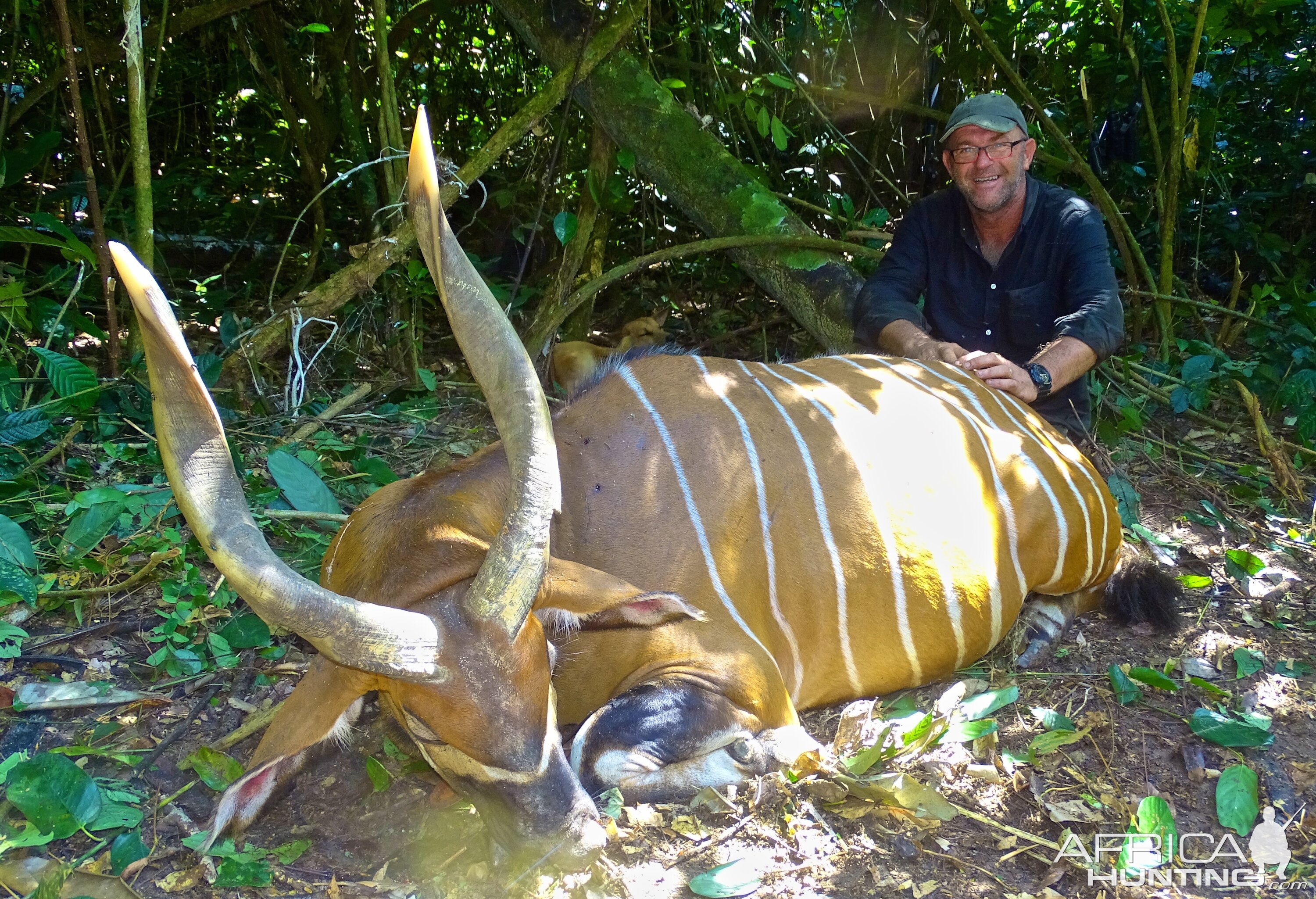 Congo Bongo Hunting