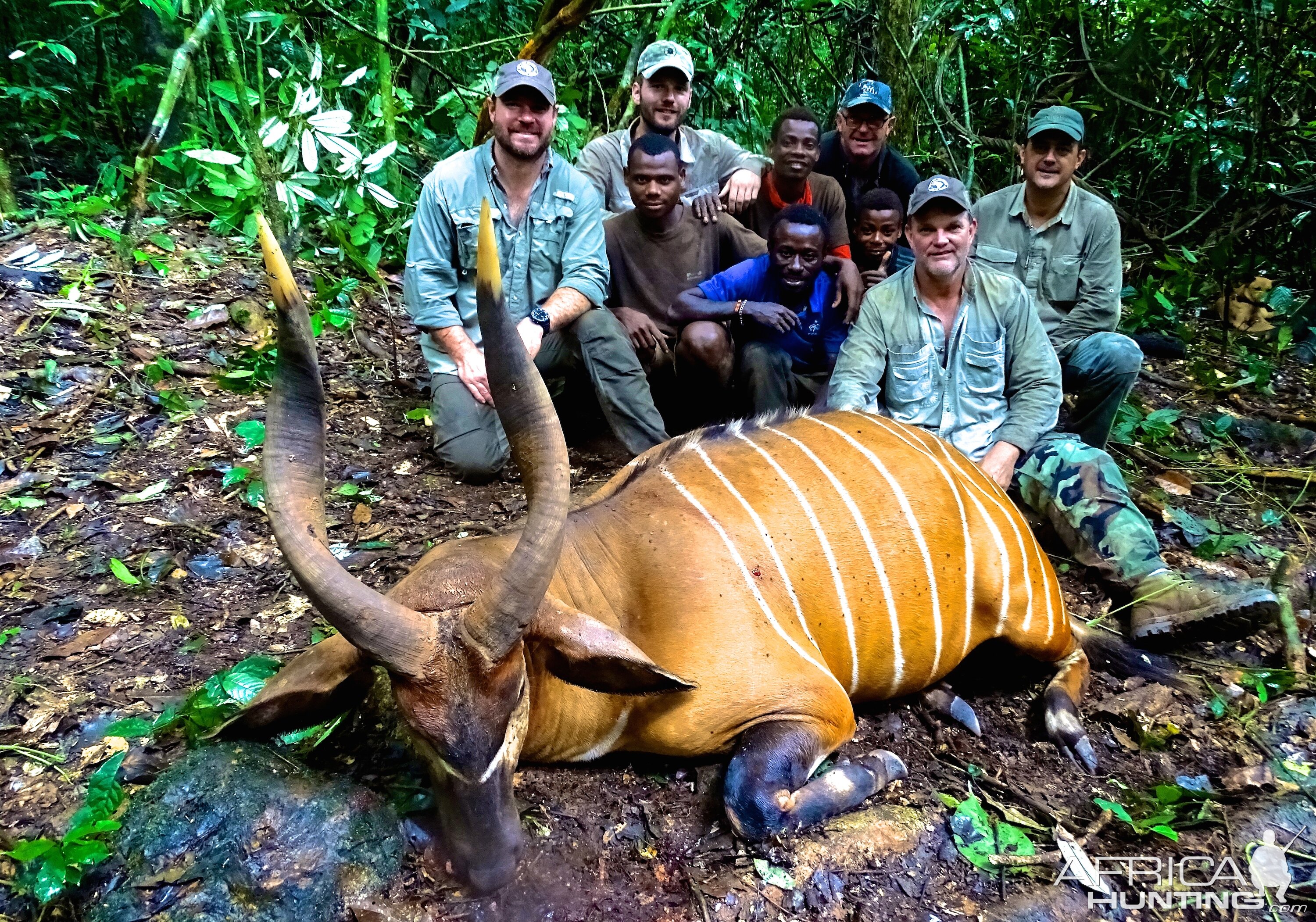 Congo Bongo Hunting