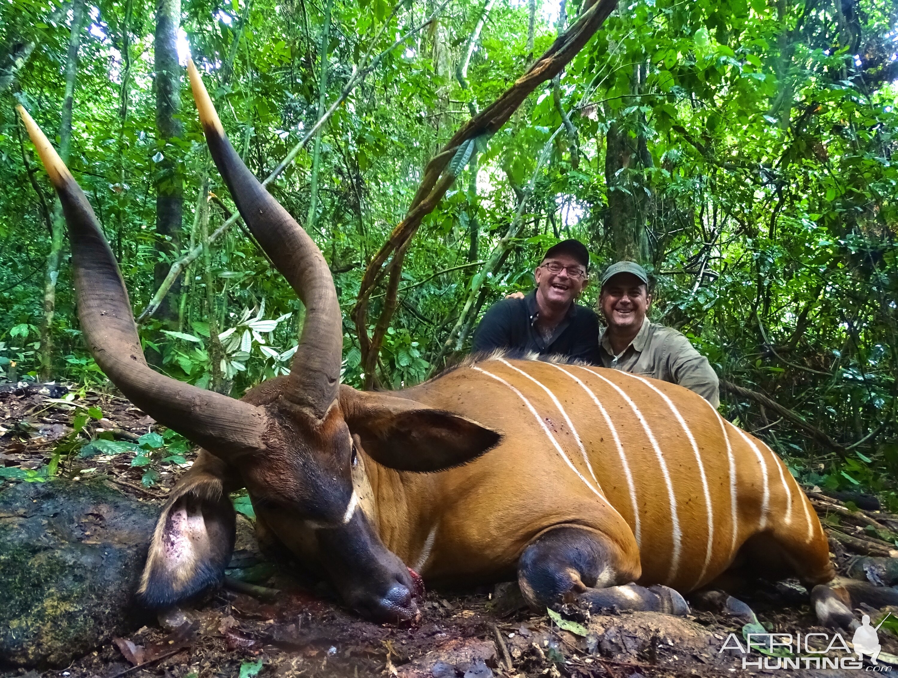 Congo Bongo Hunting