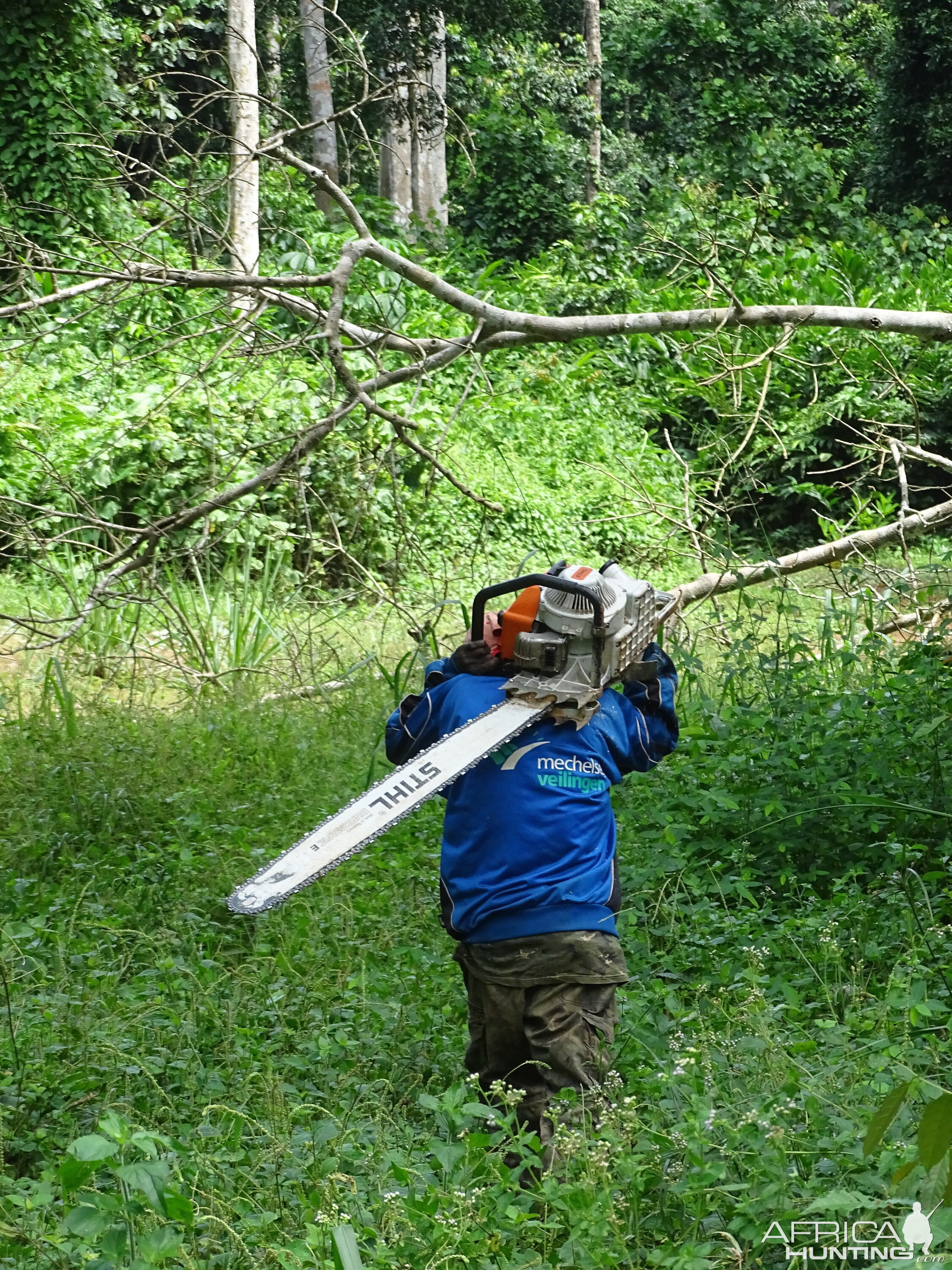 Congo Clearing Trees & Bushes