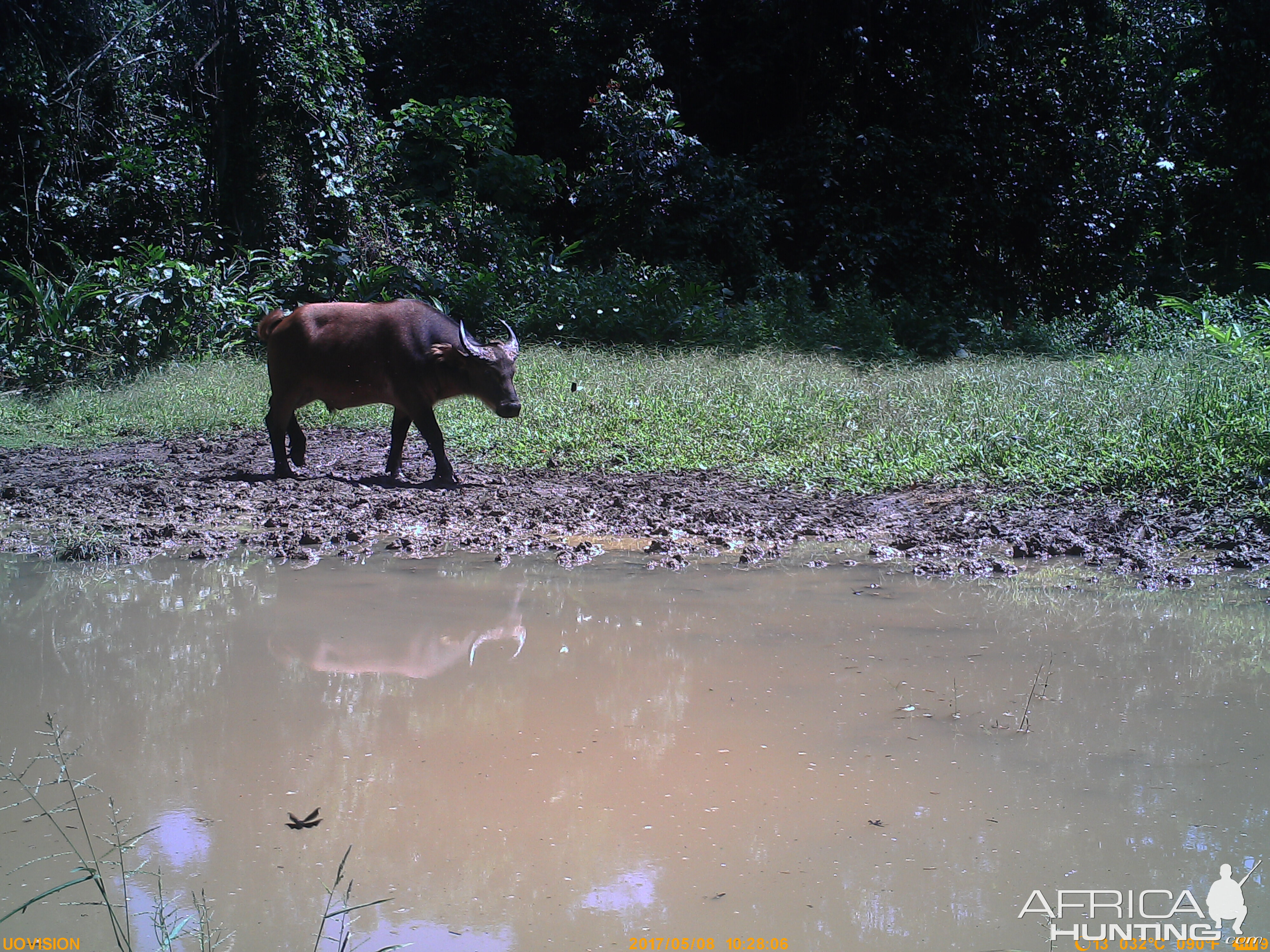 Congo Forest buffalo