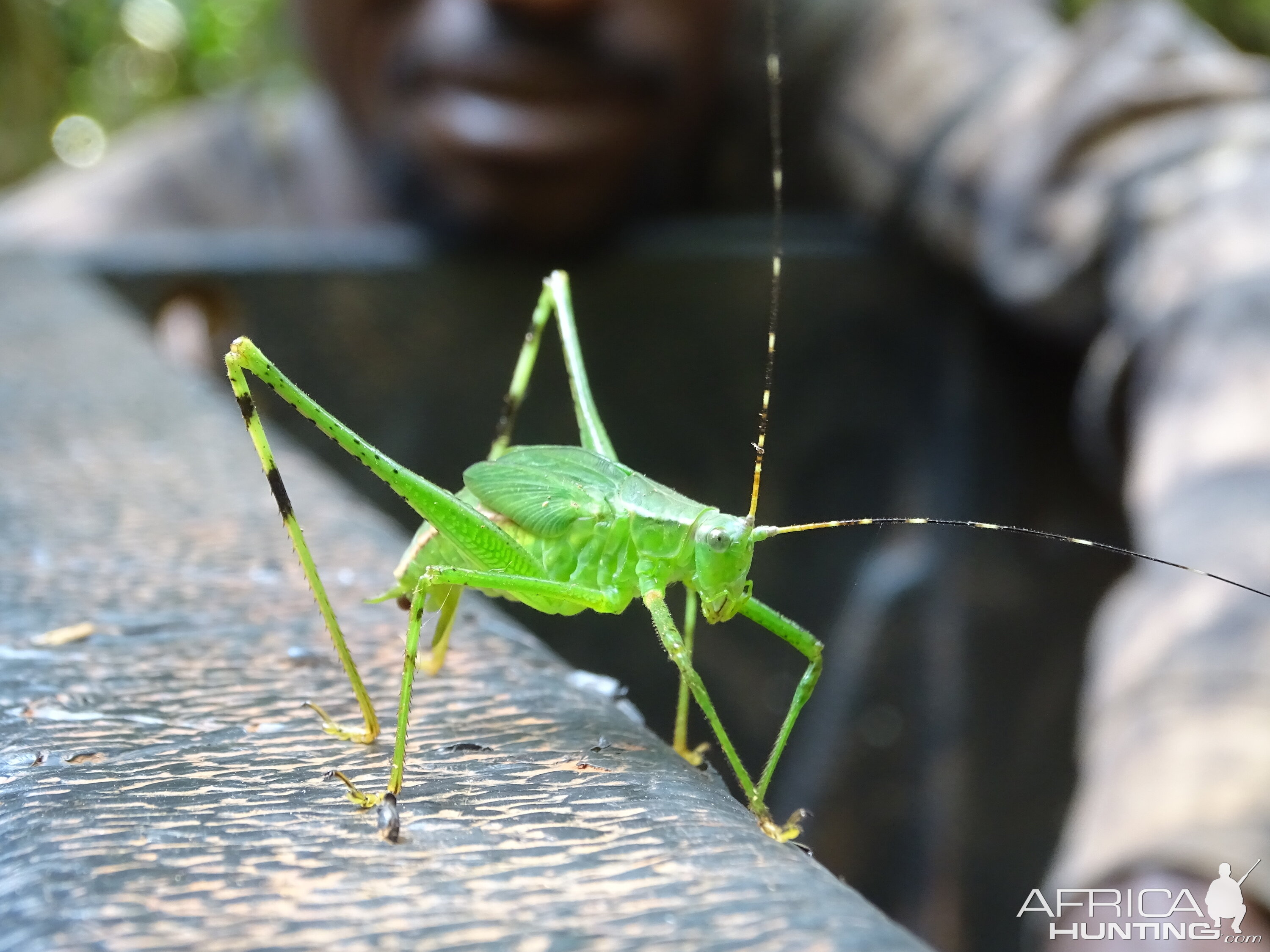 Congo Forest Insect