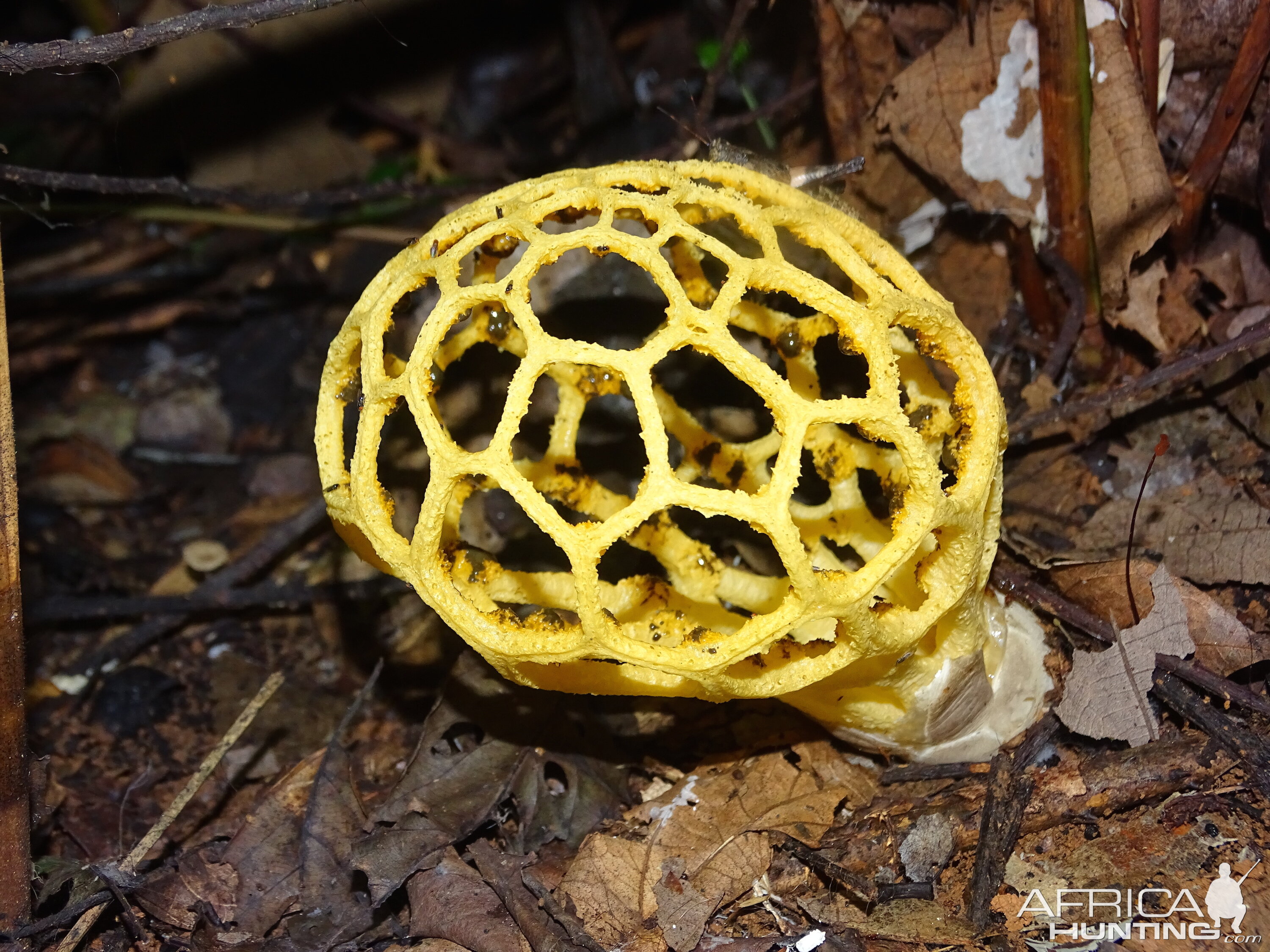 Congo Forest Plant life