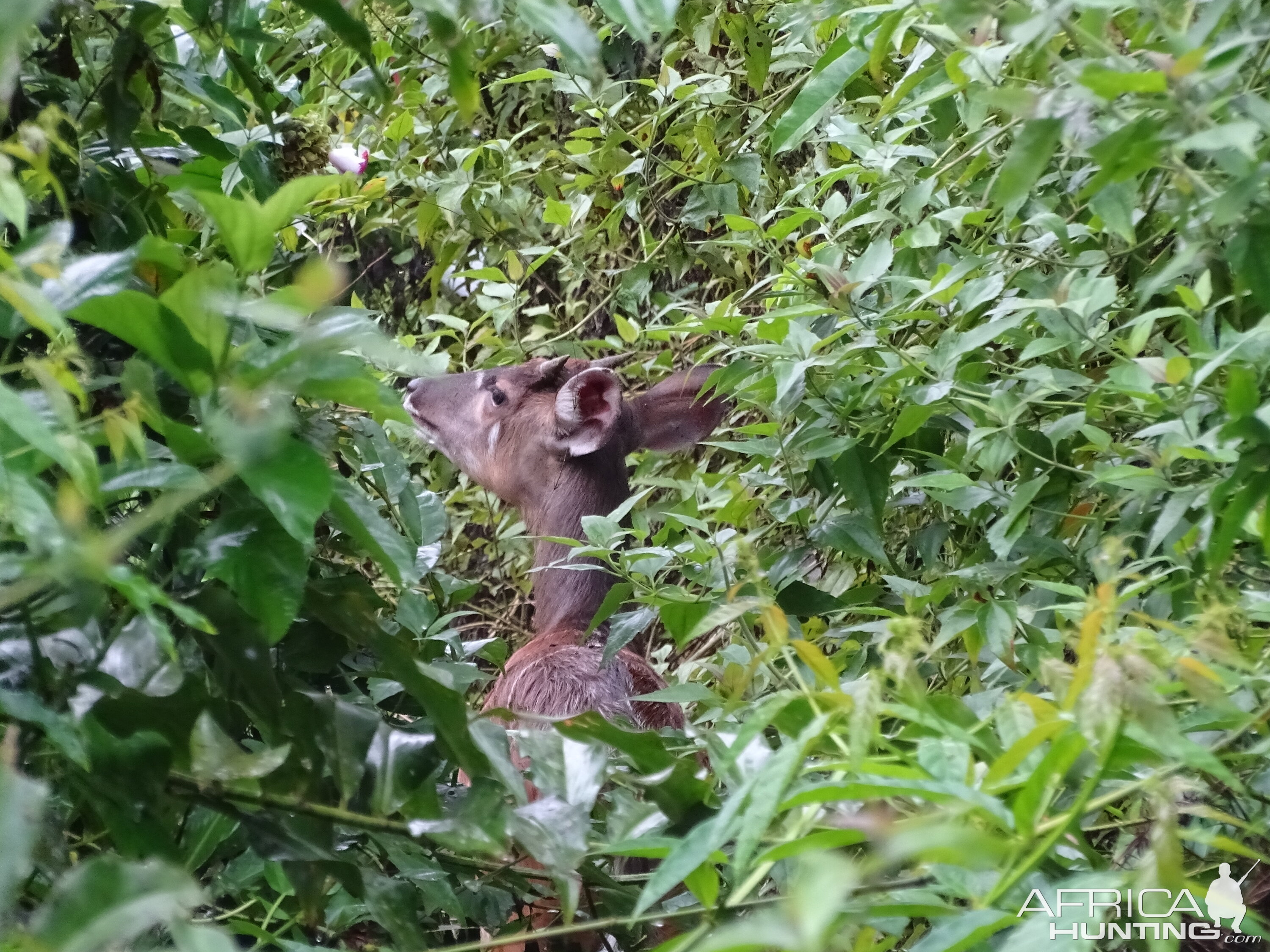 Congo Forest Sitatunga