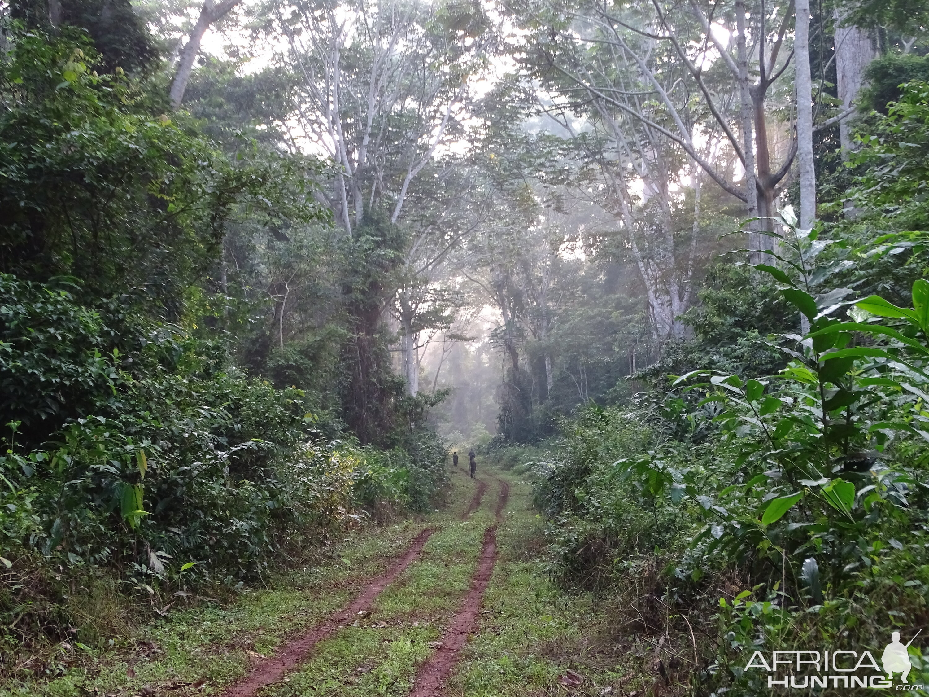 Congo Forest