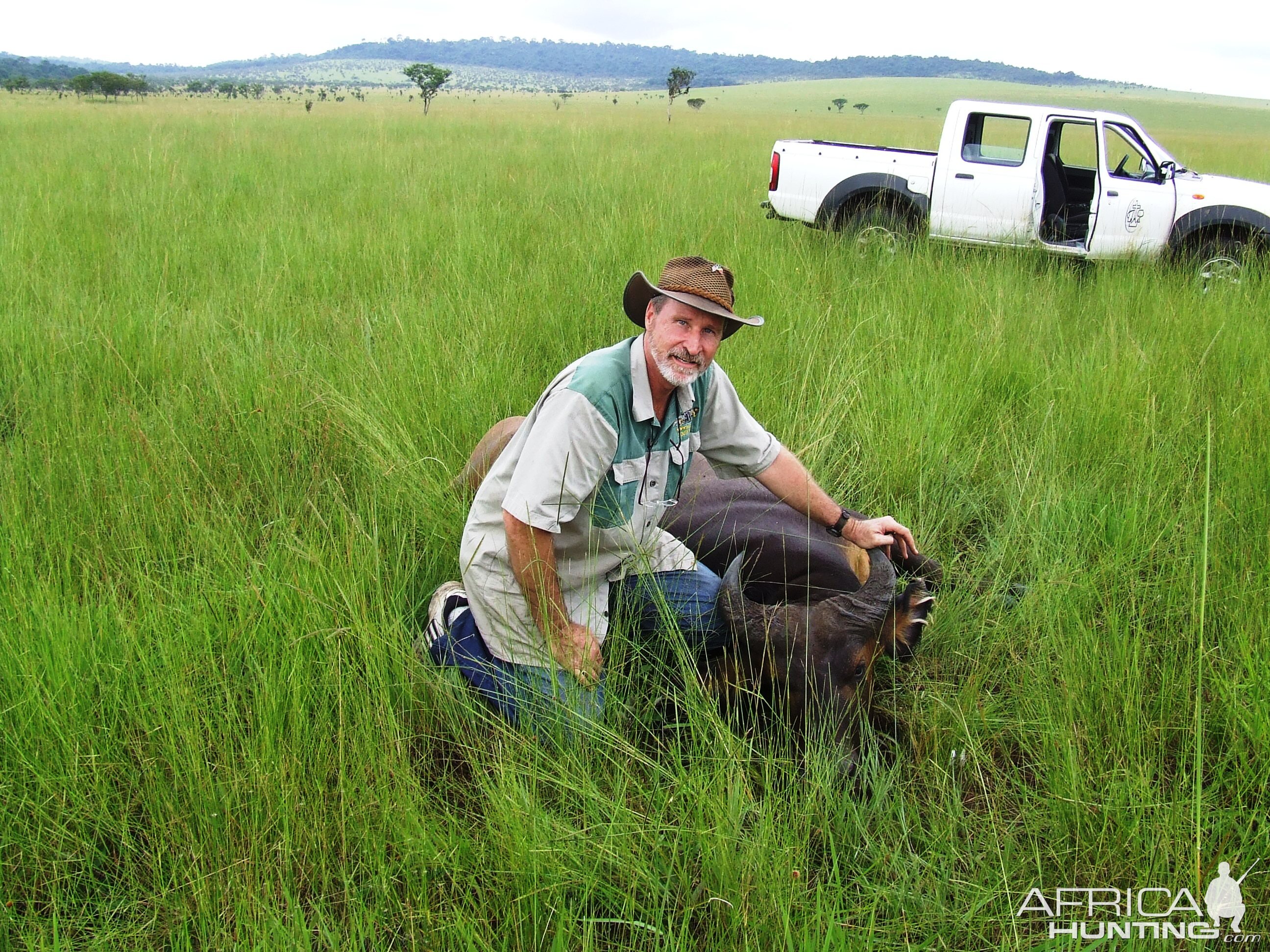 Congo Hunt African Forest Buffalo