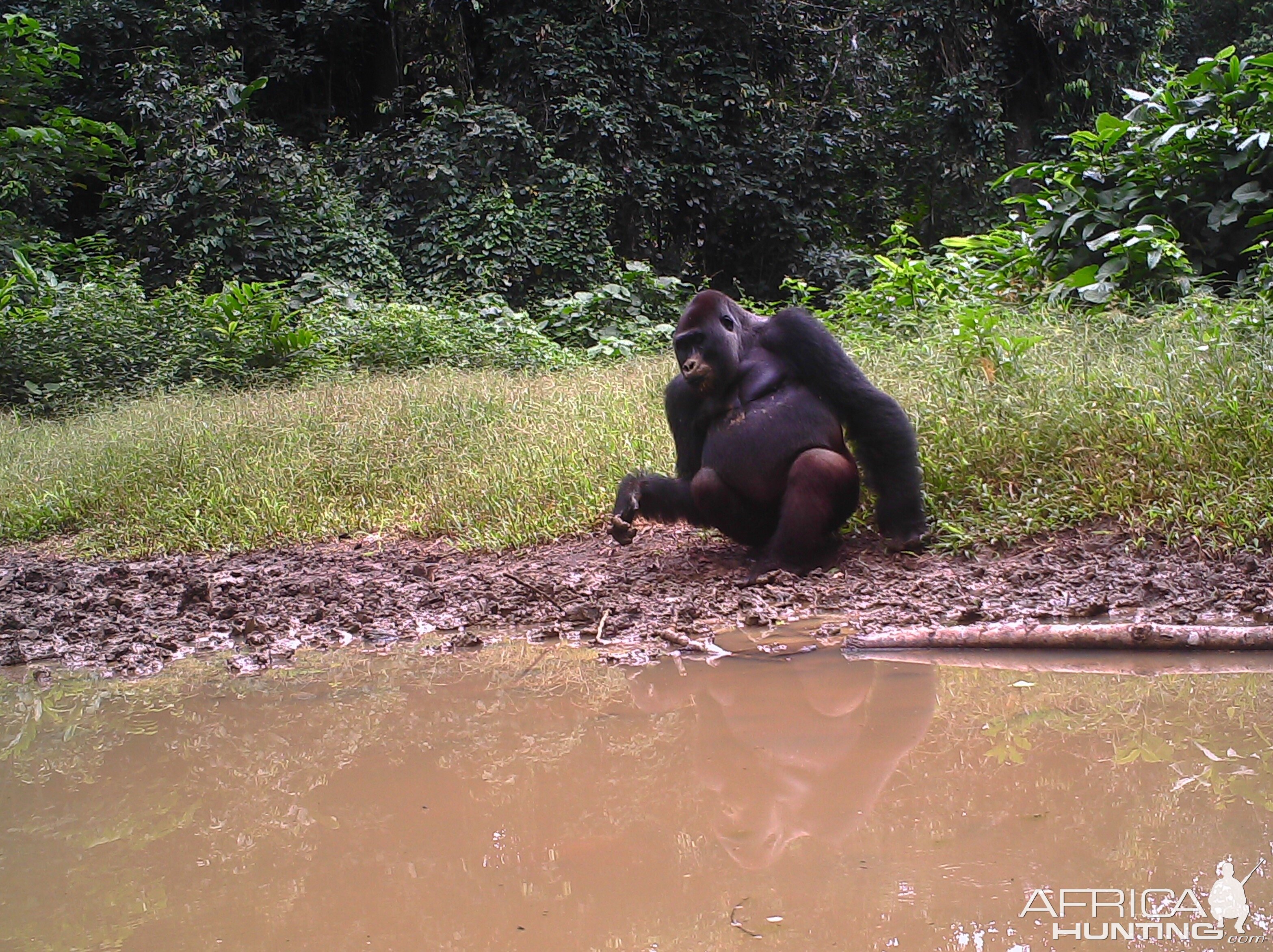 Congo Trail Cam Lowland Gorilla