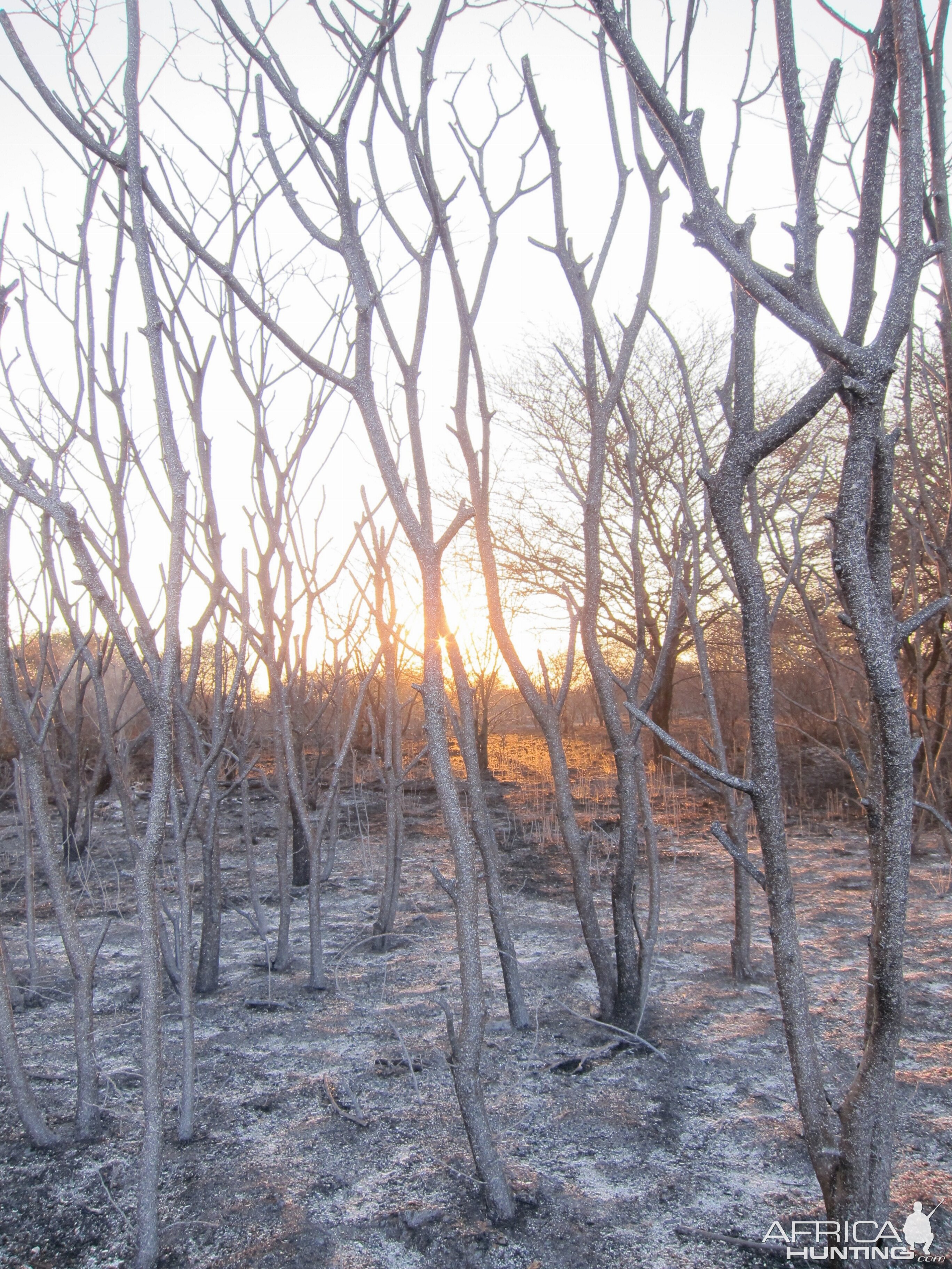 Controlled Bush Fire Namibia