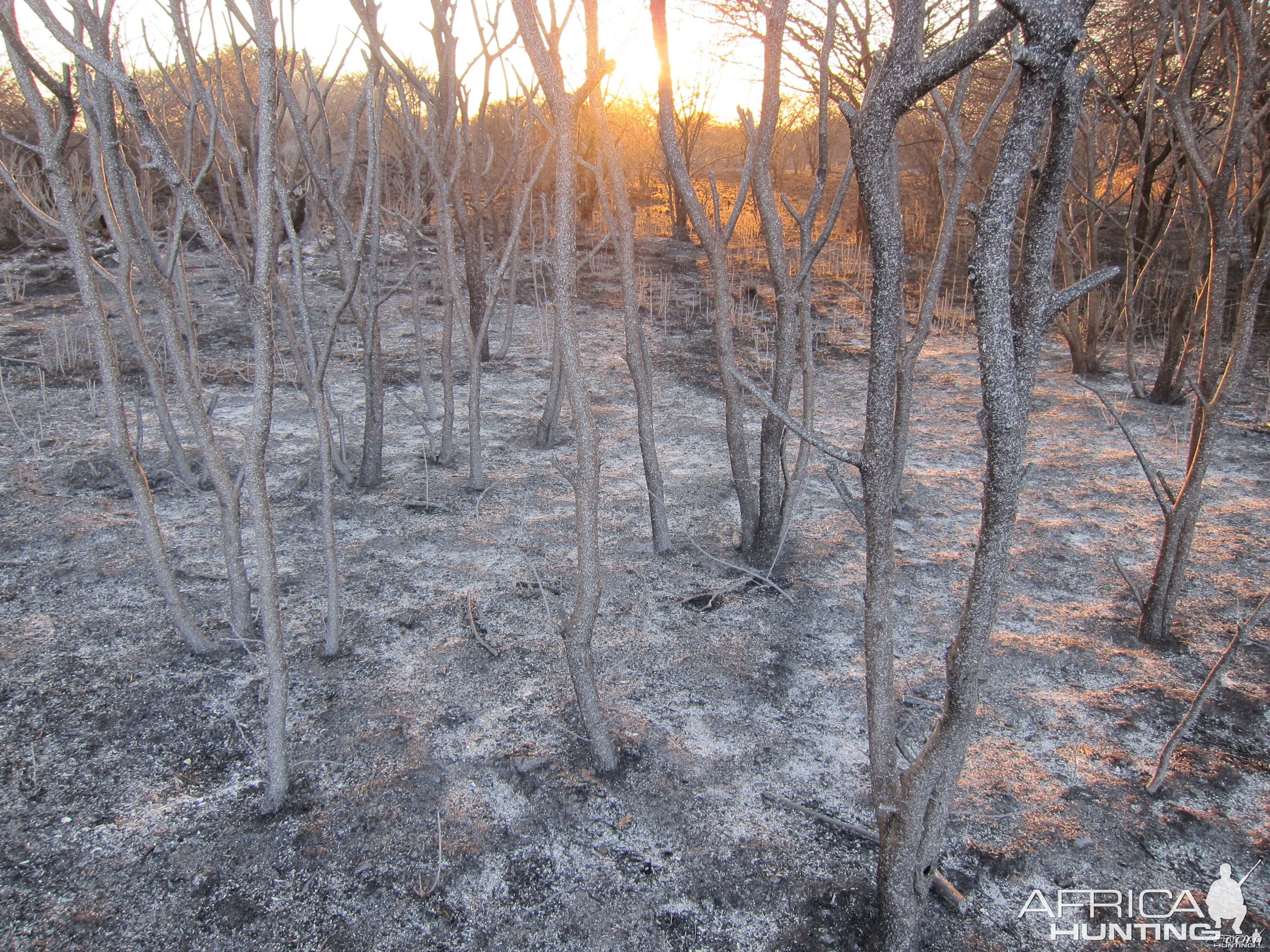 Controlled Bush Fire Namibia