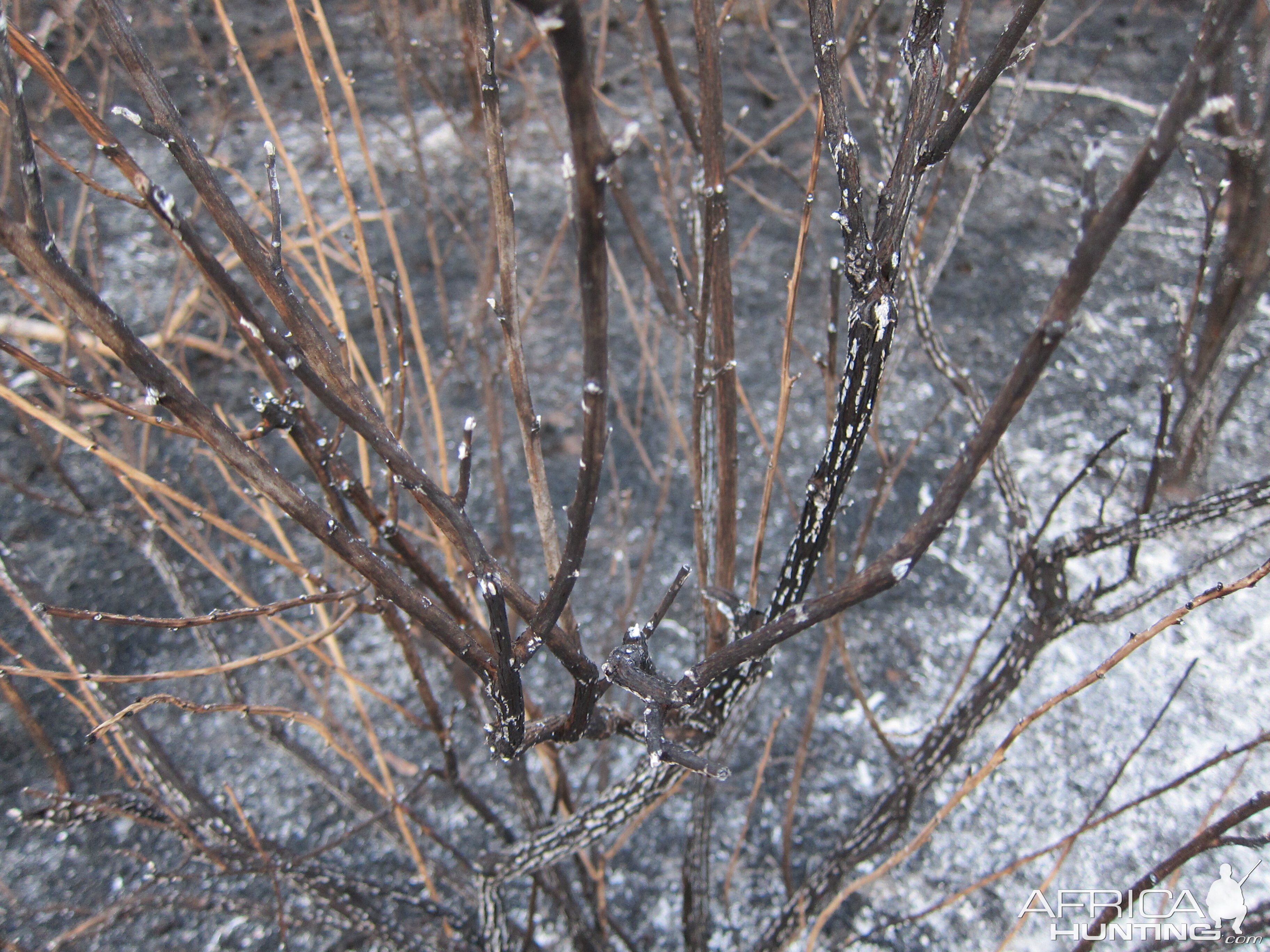 Controlled Bush Fire Namibia